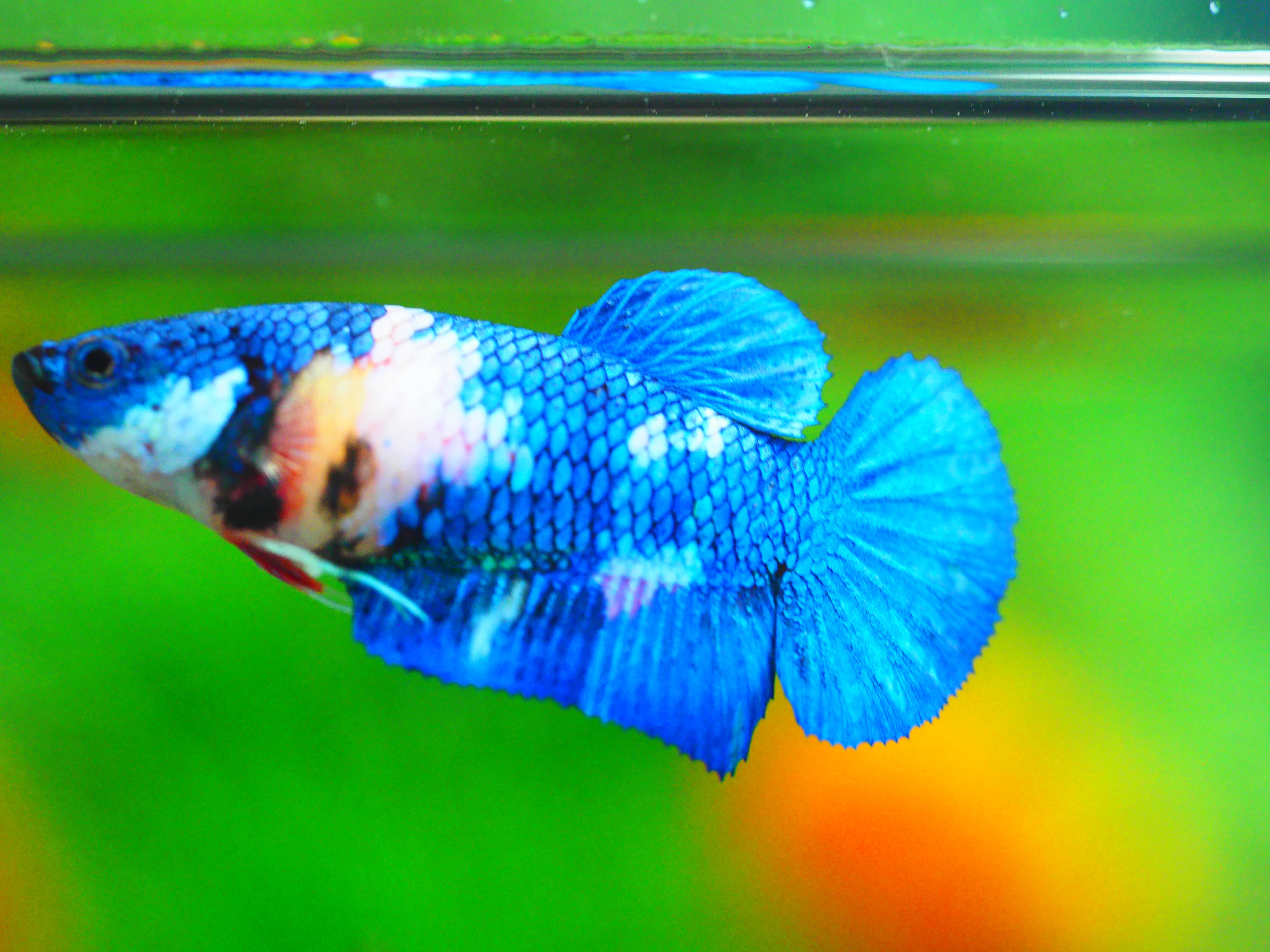 HMPK KOI GALAXY FEMALE GRADE A +++