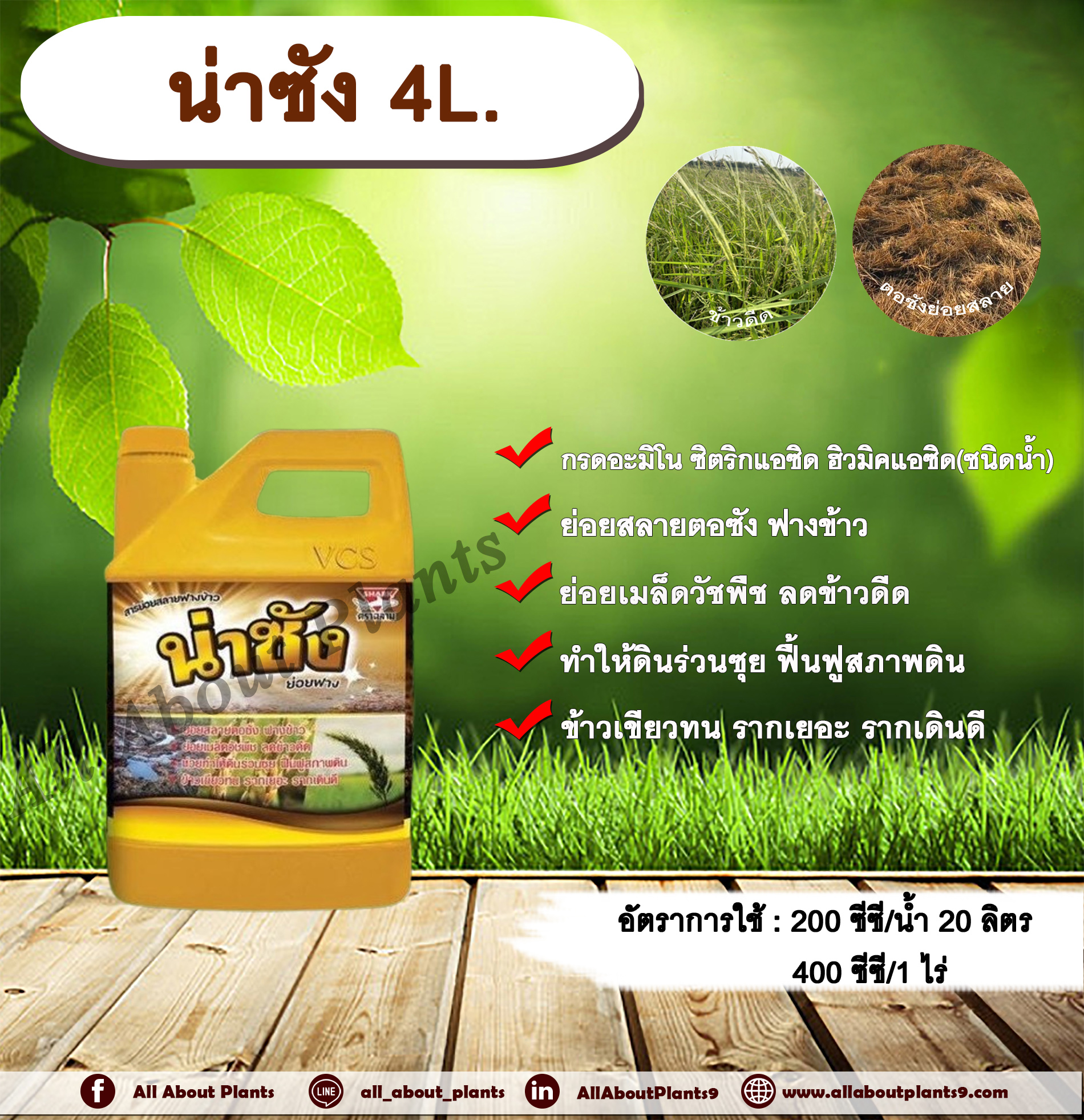 น่าชัง 4L. สารย่อยสลายฟางข้าว ย่อยสลายตอซัง ซังข้าว ย่อยเมล็ดวัชพืช ลดข้าวดีด ทำให้ดินร่วนซุย ฟื้นฟูสภาพดิน ข้าวเขียวทน รากเยอะ รากเดินดี สำเนา กระติก