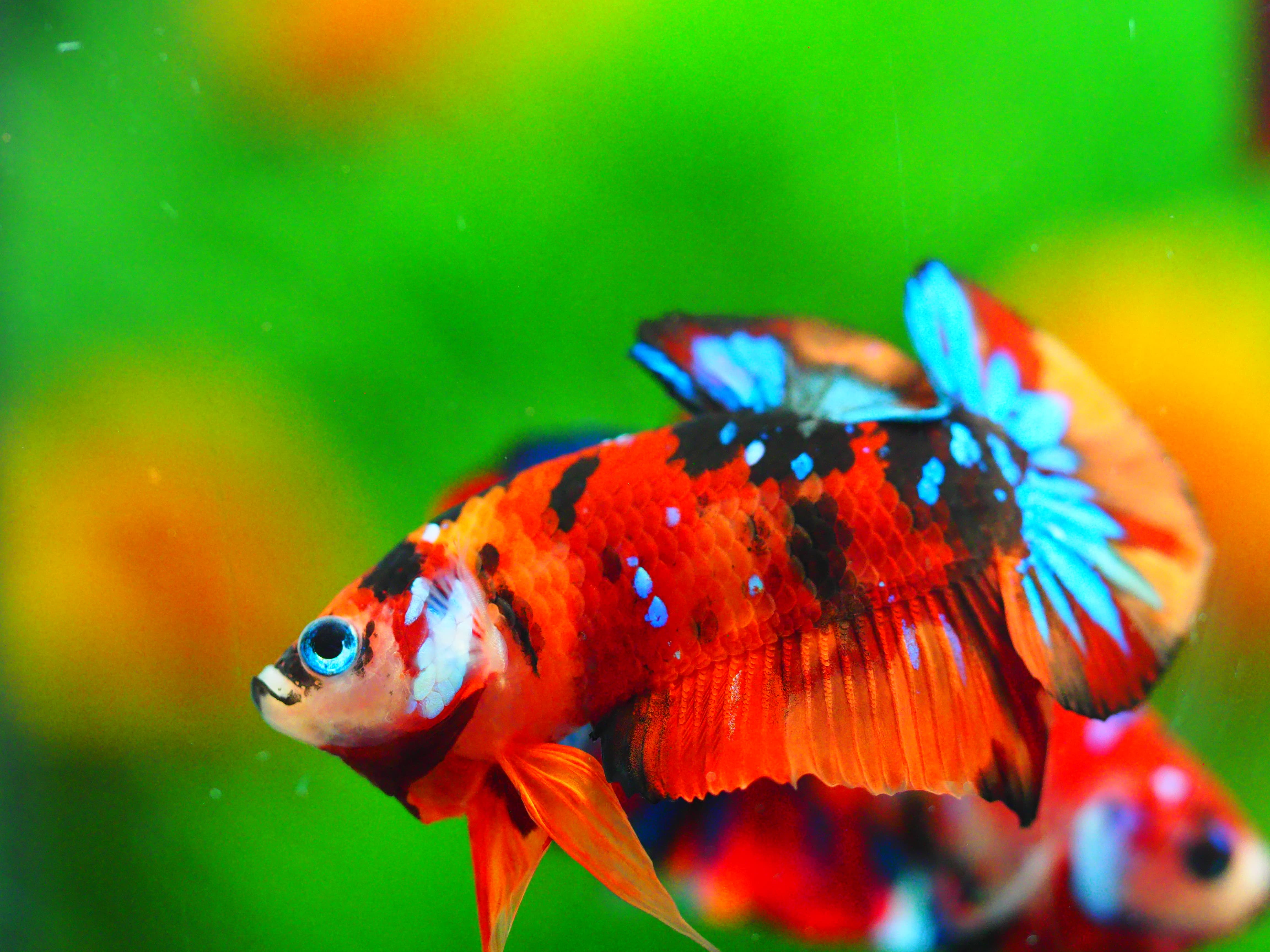 HMPK NEMOGALAXY MALE GRADE A +++