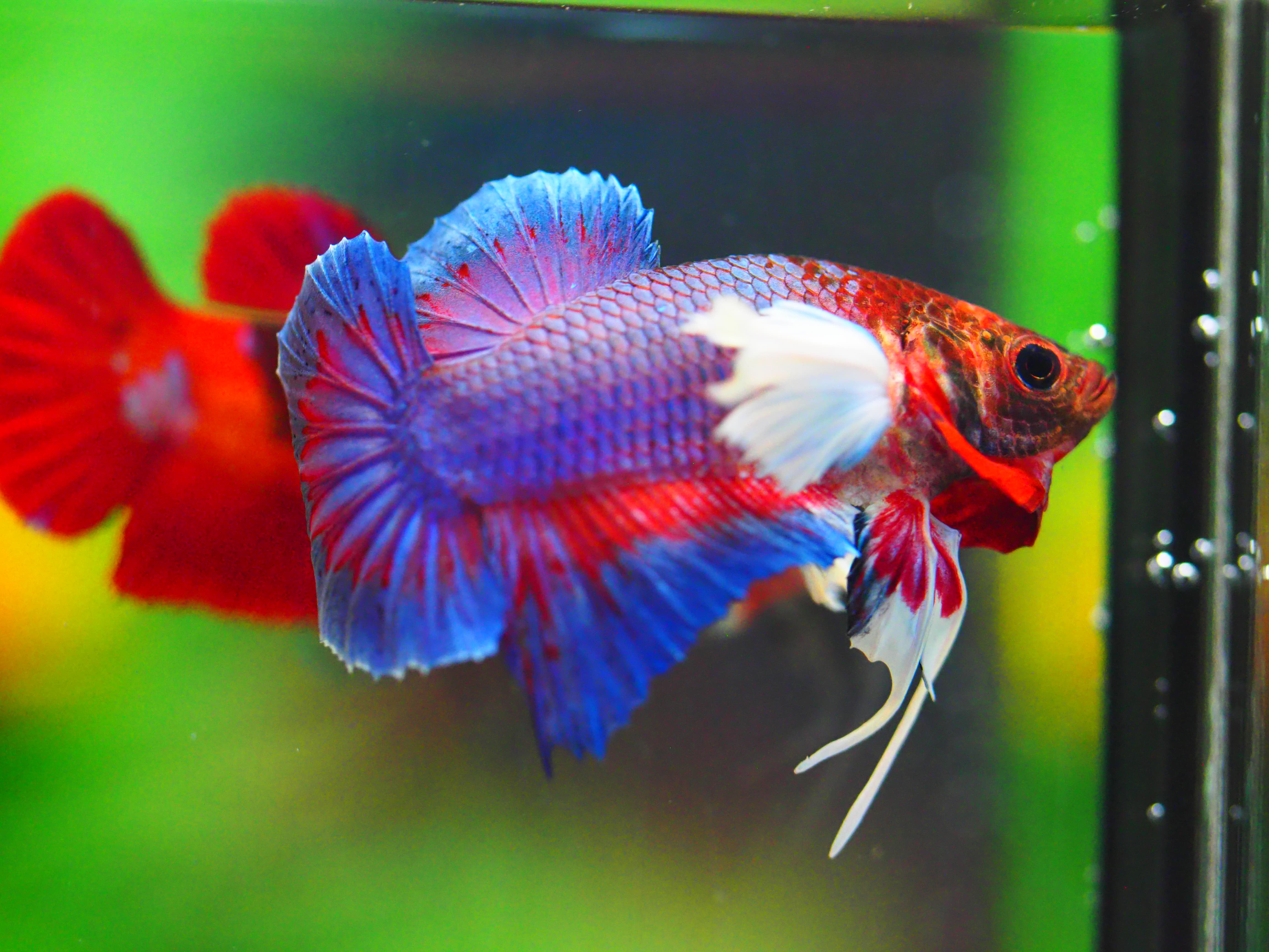 HMPK DUMBO MALE GRADE A +++