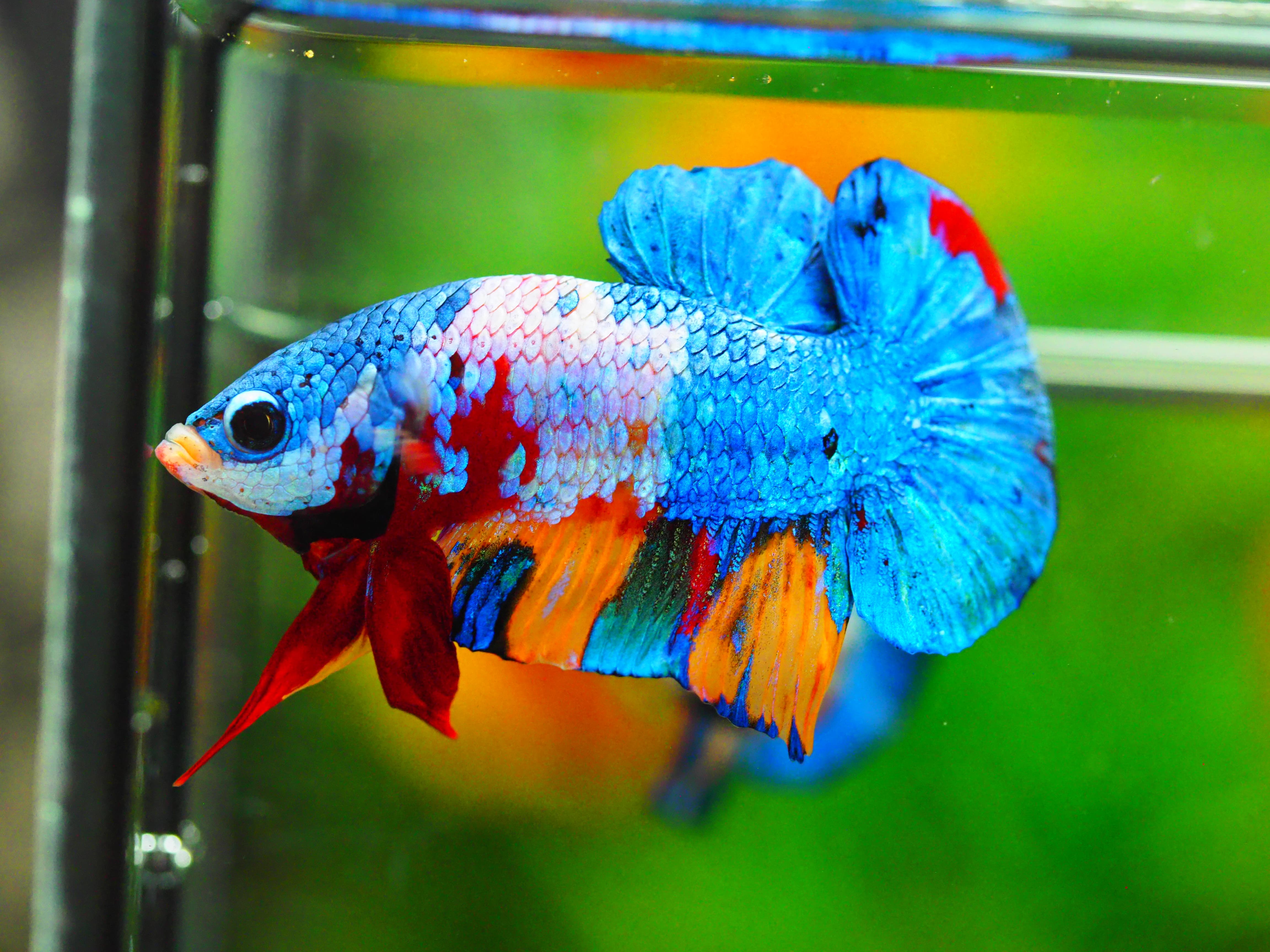 HMPK KOI GALAXY MALE GRADE A +++