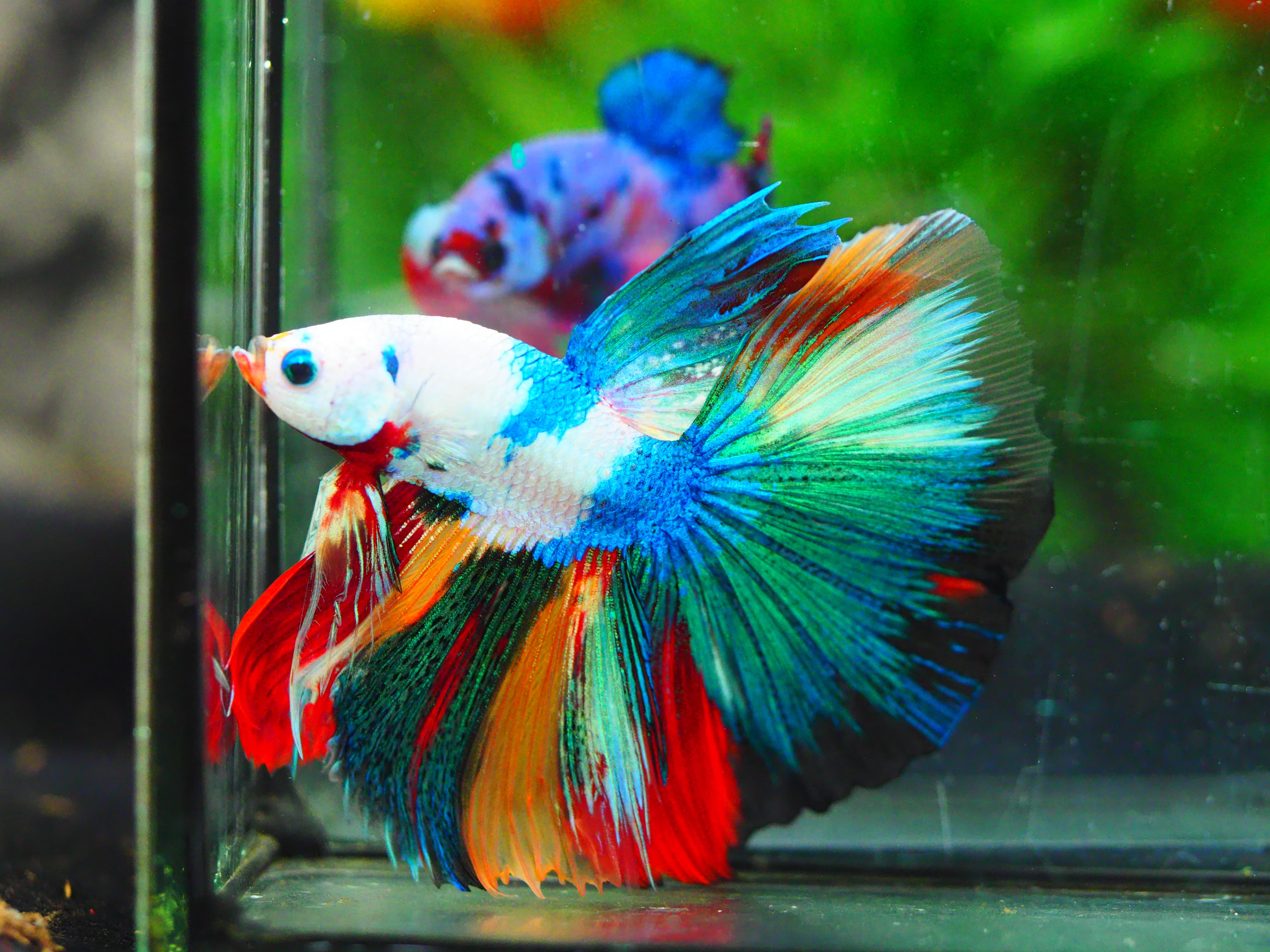 HM KOI GALAXY MALE GRADE A +++