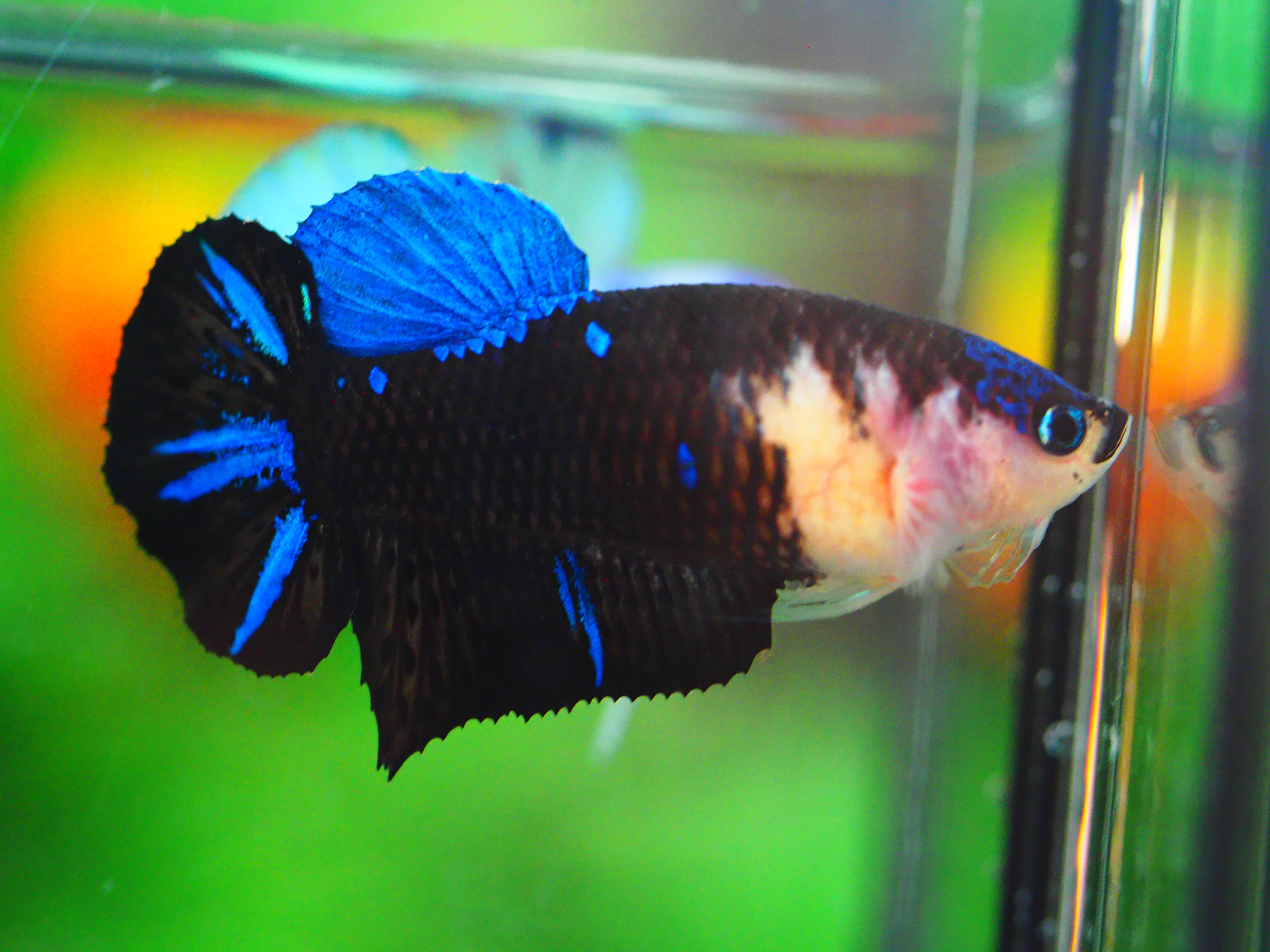 HMPK KOI GALAXY FNMALE GRADE A +++