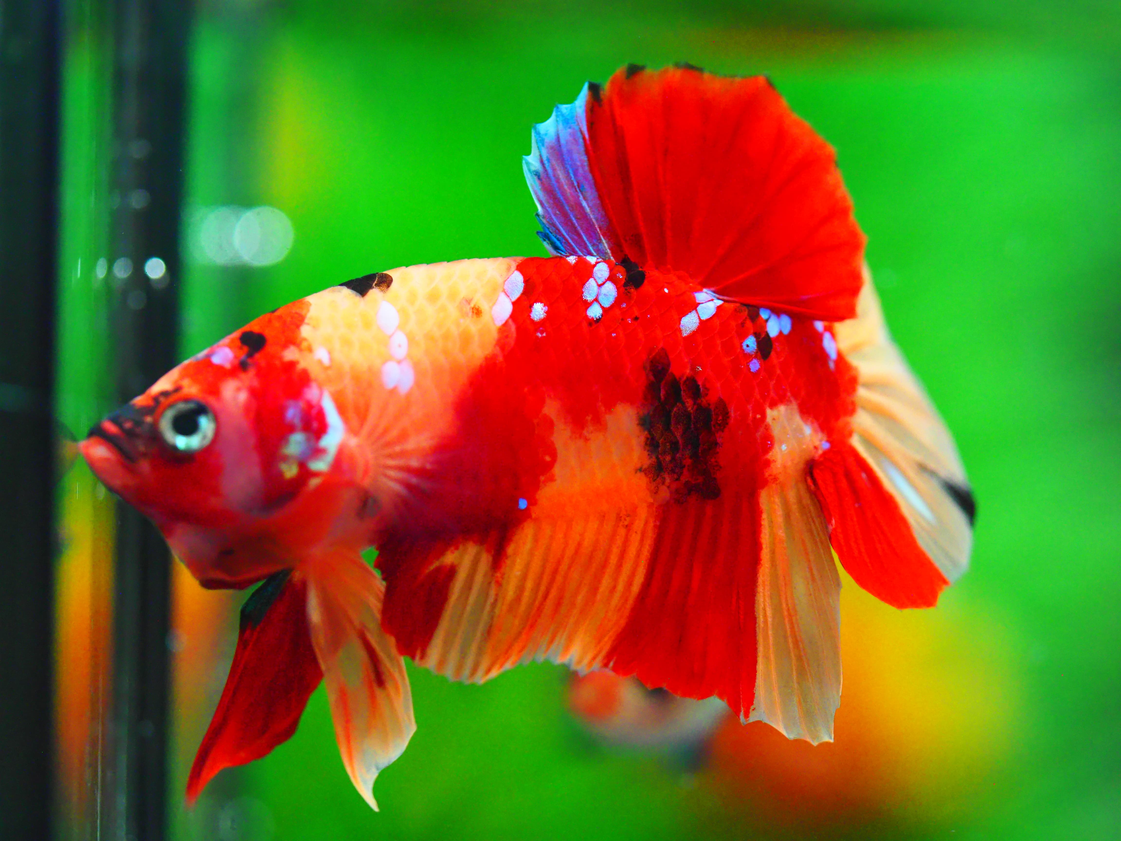 HMPK NEMO MALE GRADE A +++