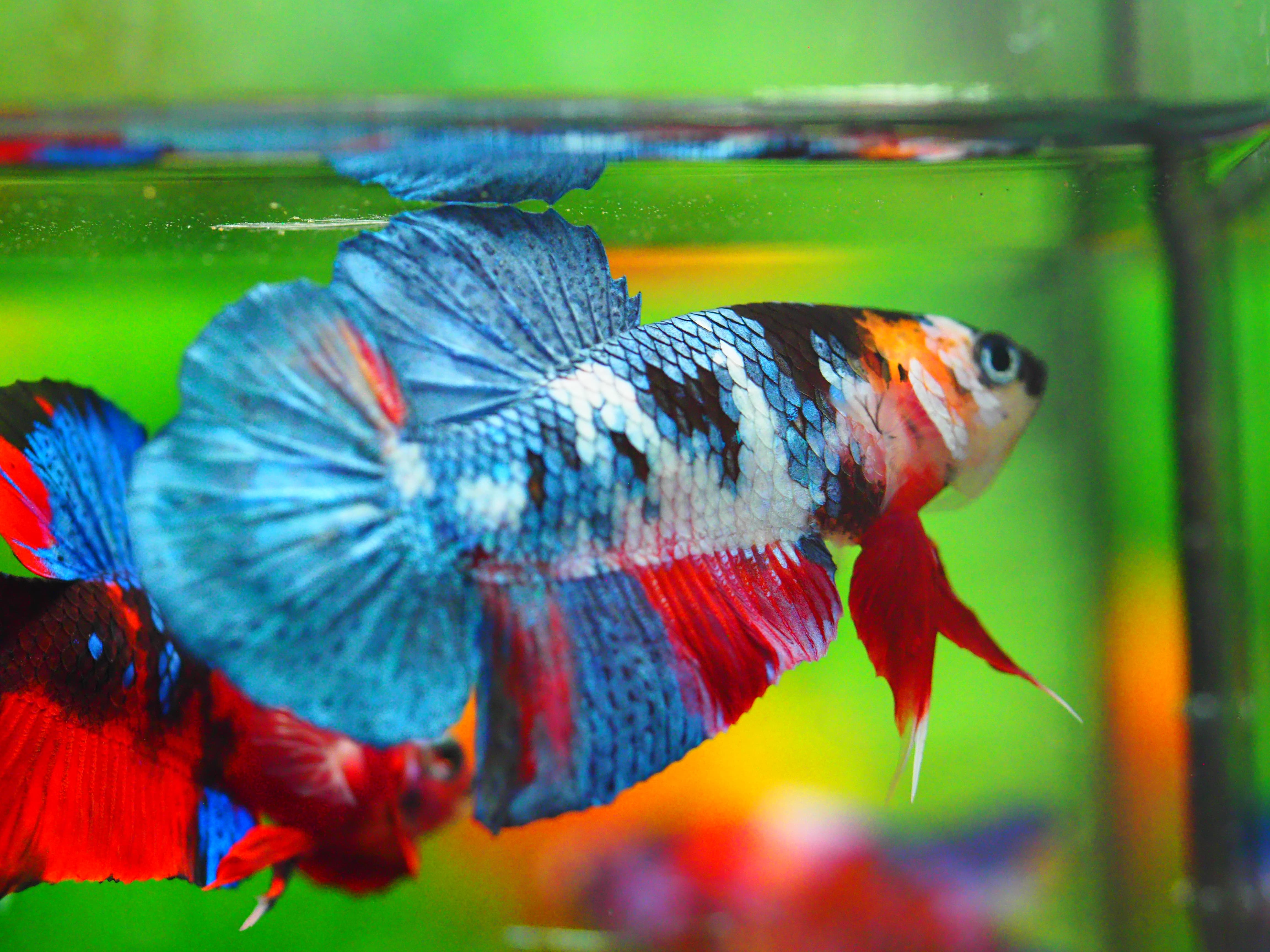 HMPK KOI GALAXY MALE GRADE A +++