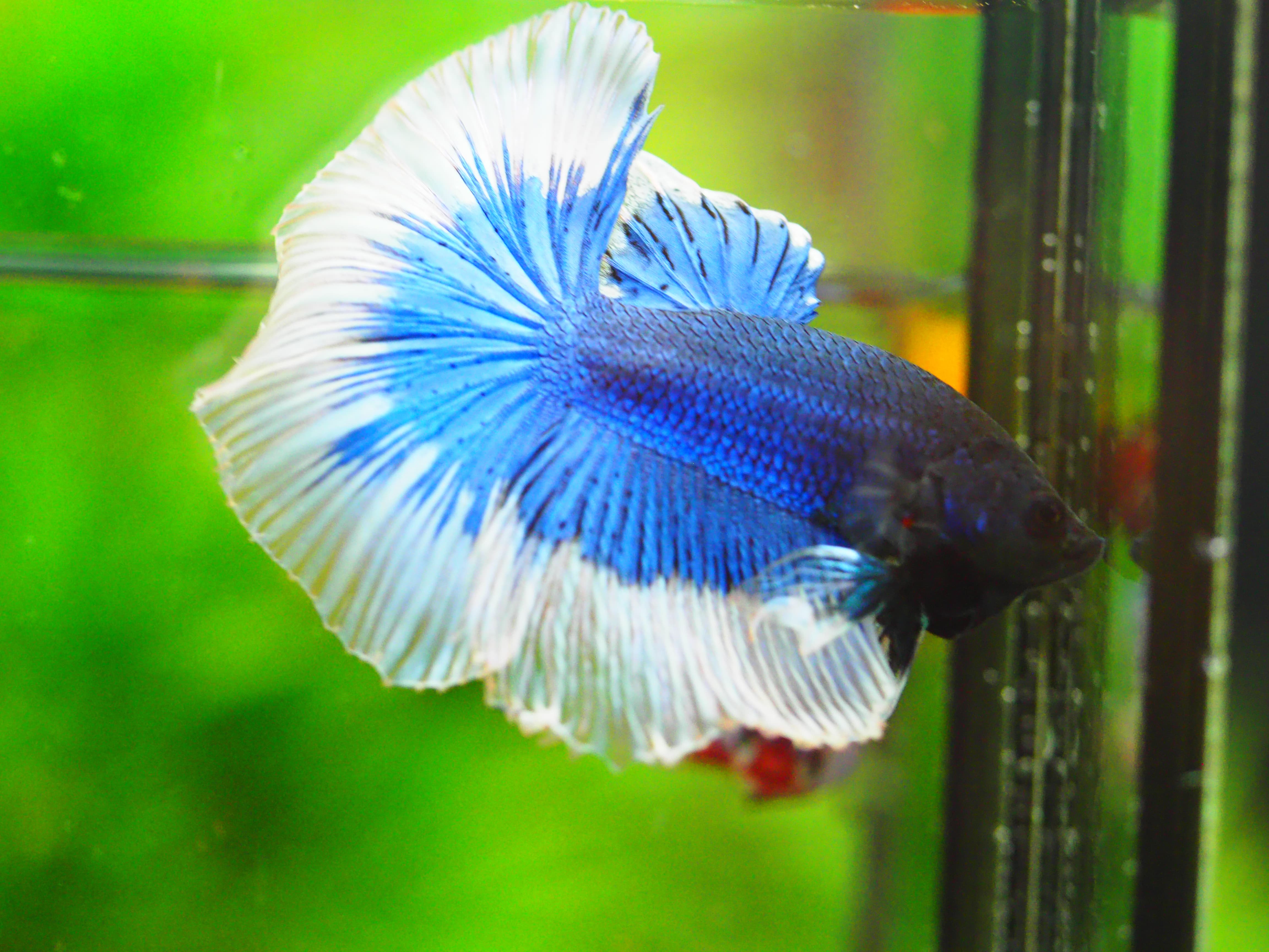 HM FANCY MALE GRADE A +++