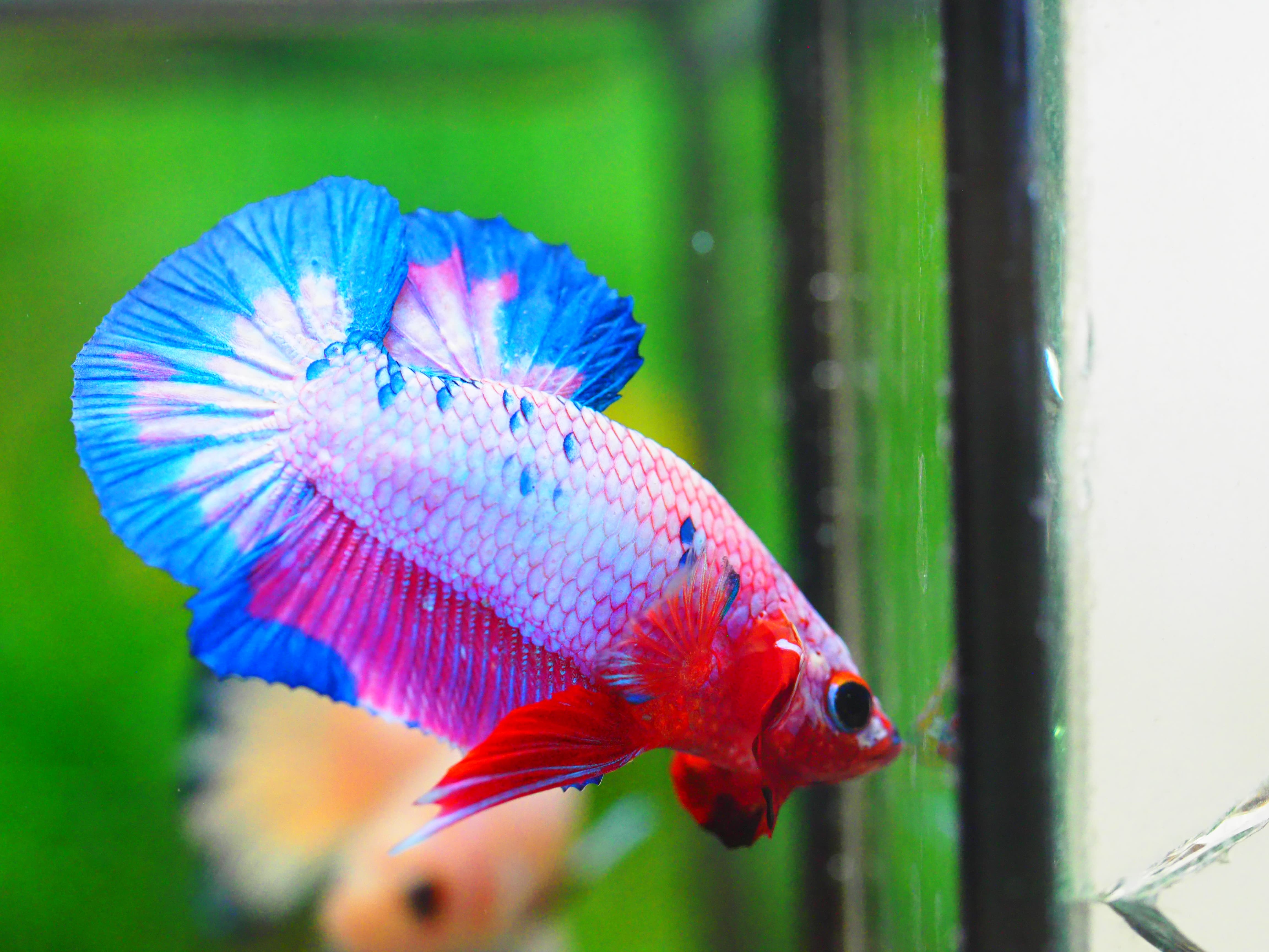 HMPK FANCY MALE GRADE A +++