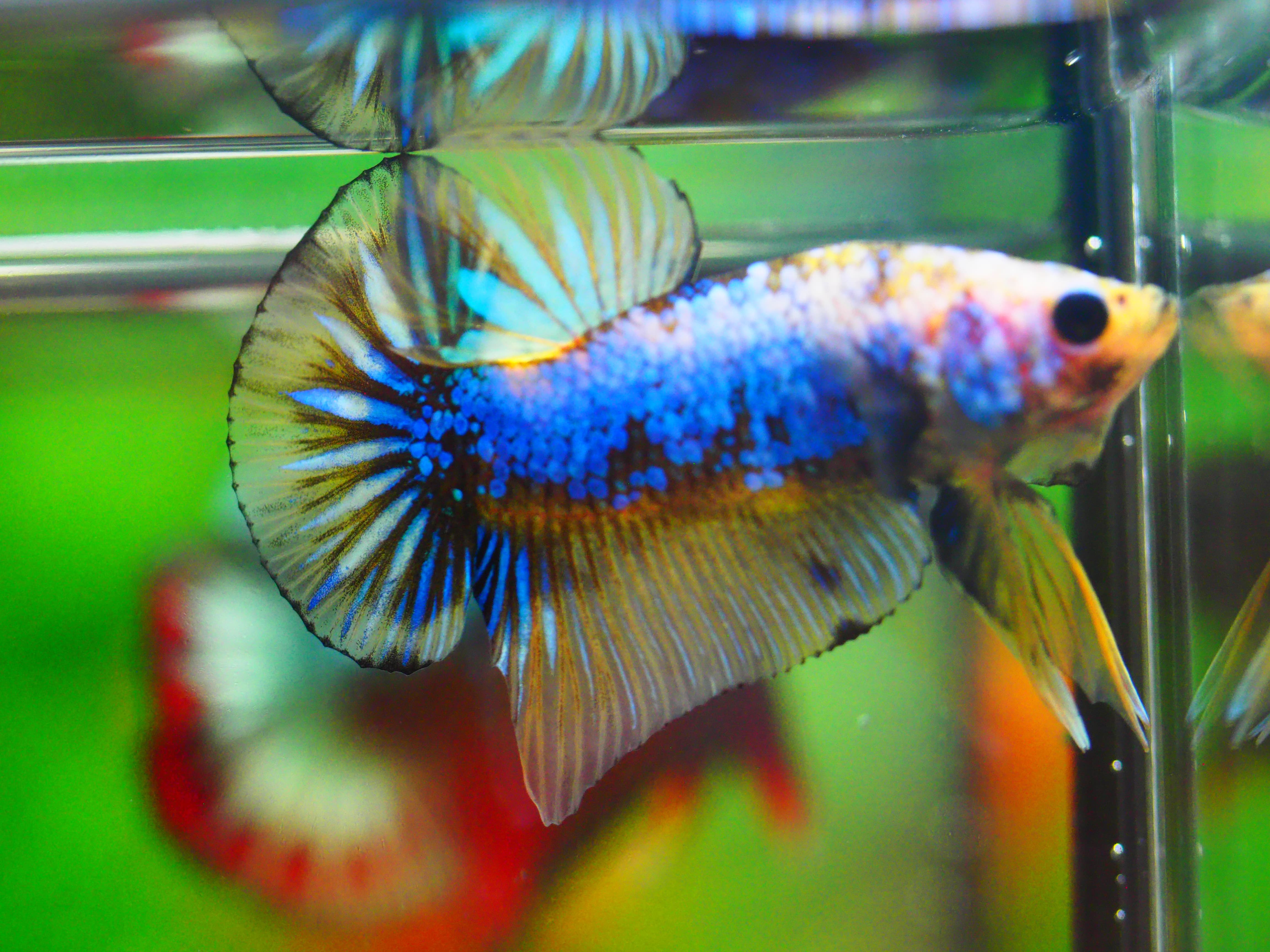 HMPK FANCY MALE GRADE A +++