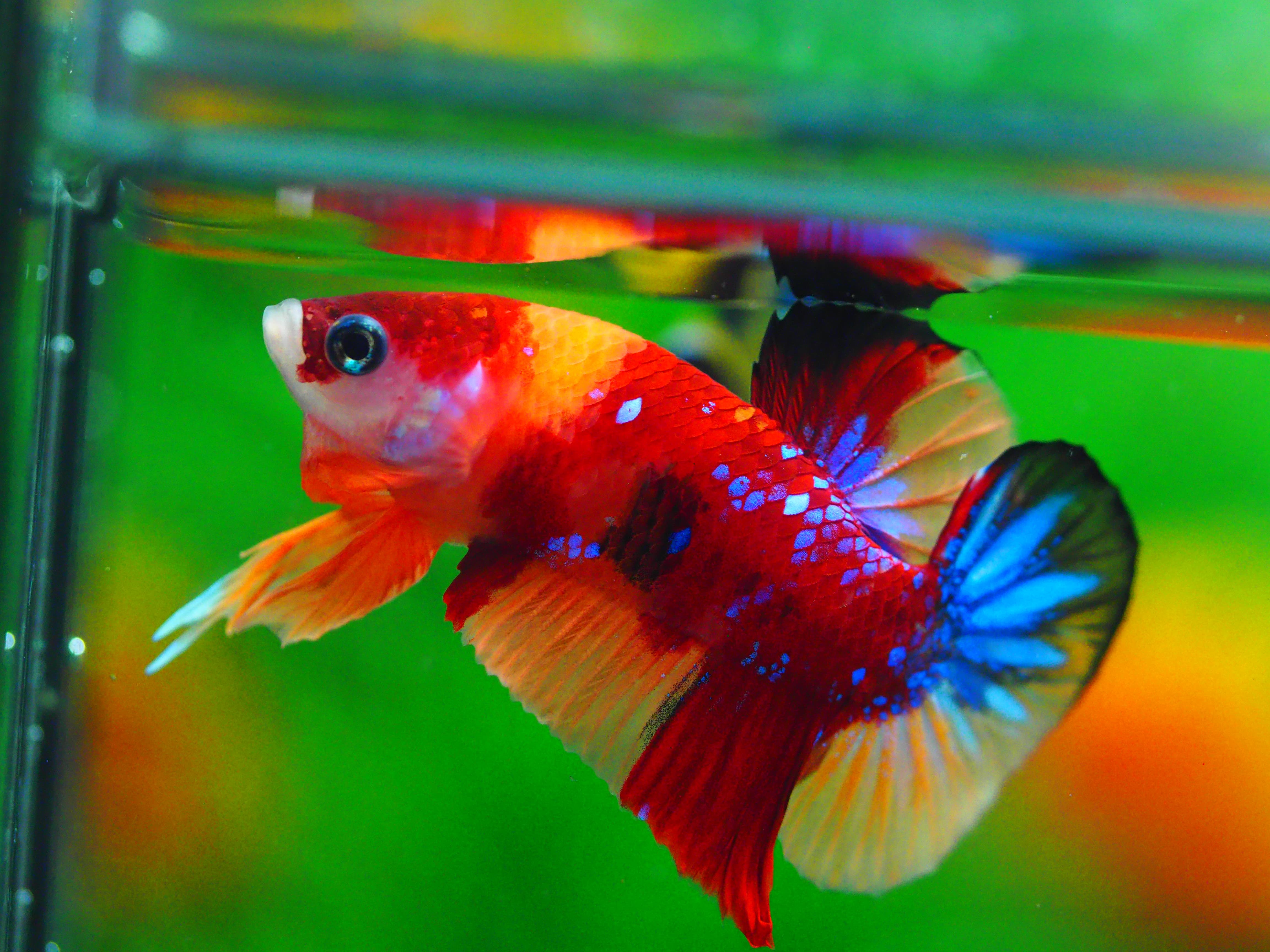 HMPK NEMO MALE GRADE A +++