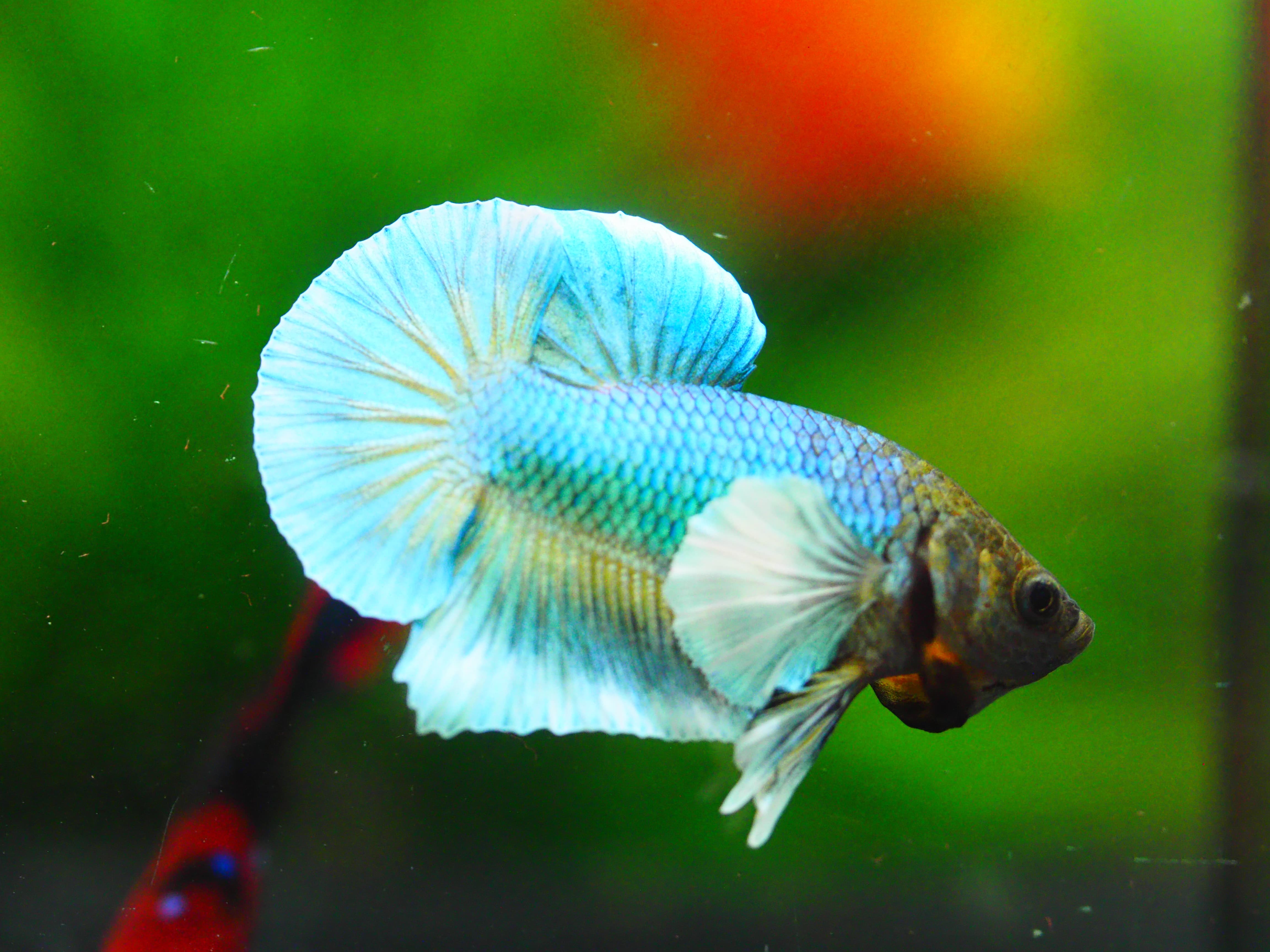 HMPK DUMBO MALE GRADE A +++