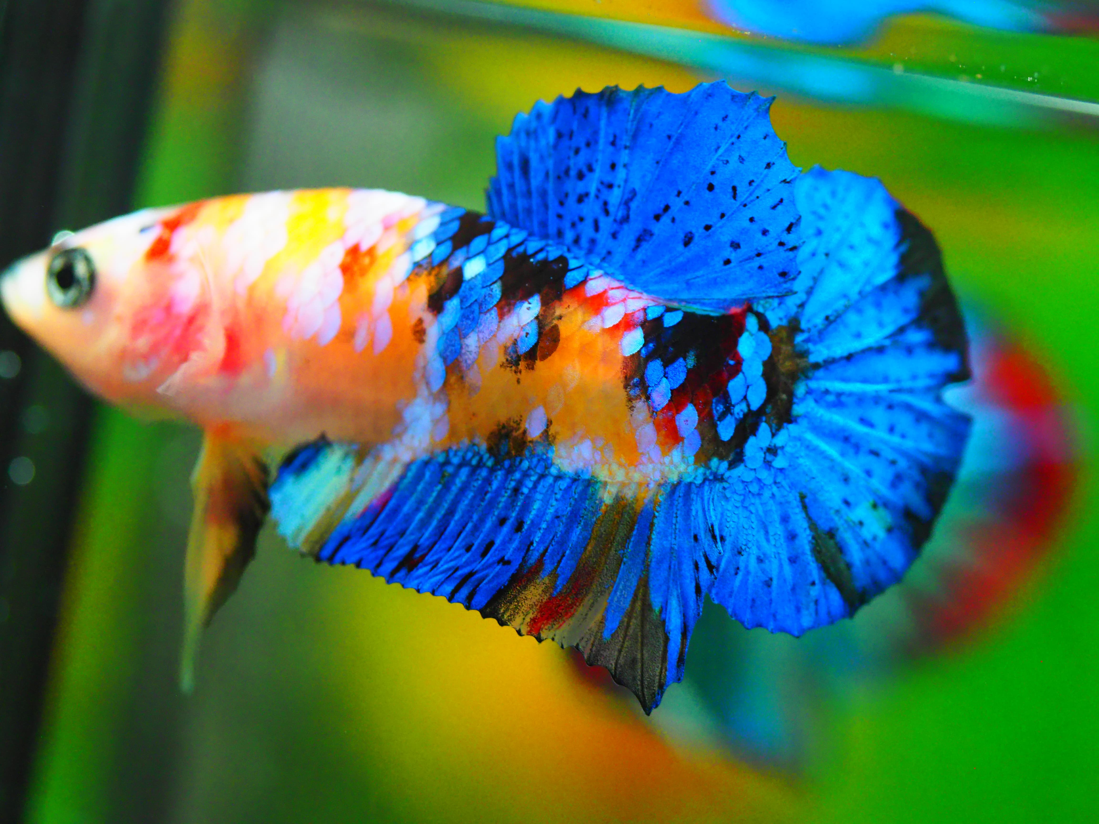 HMPK KOI GALAXY MALE GRADE A +++