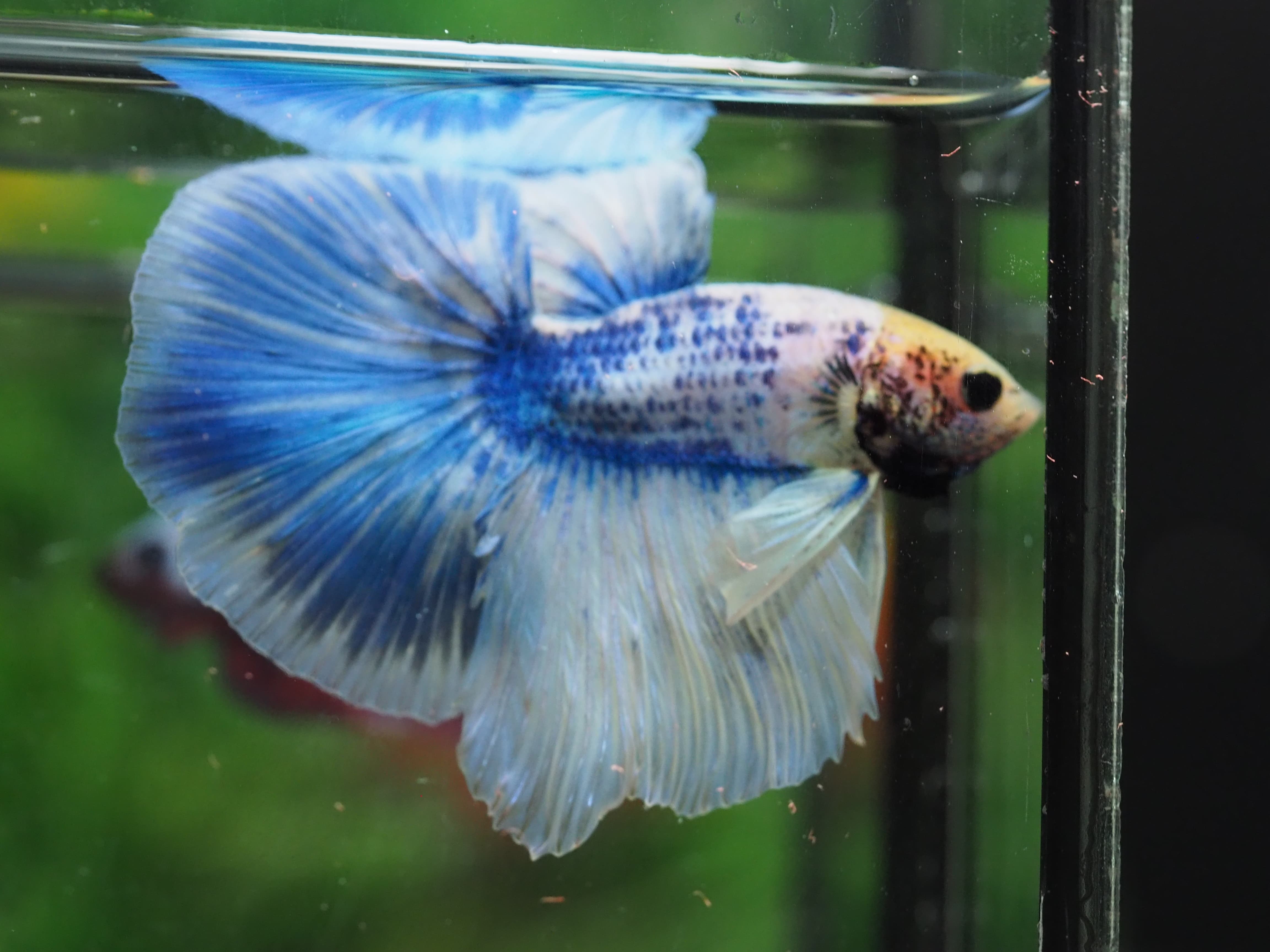 HM FANCY MALE GRADE A+