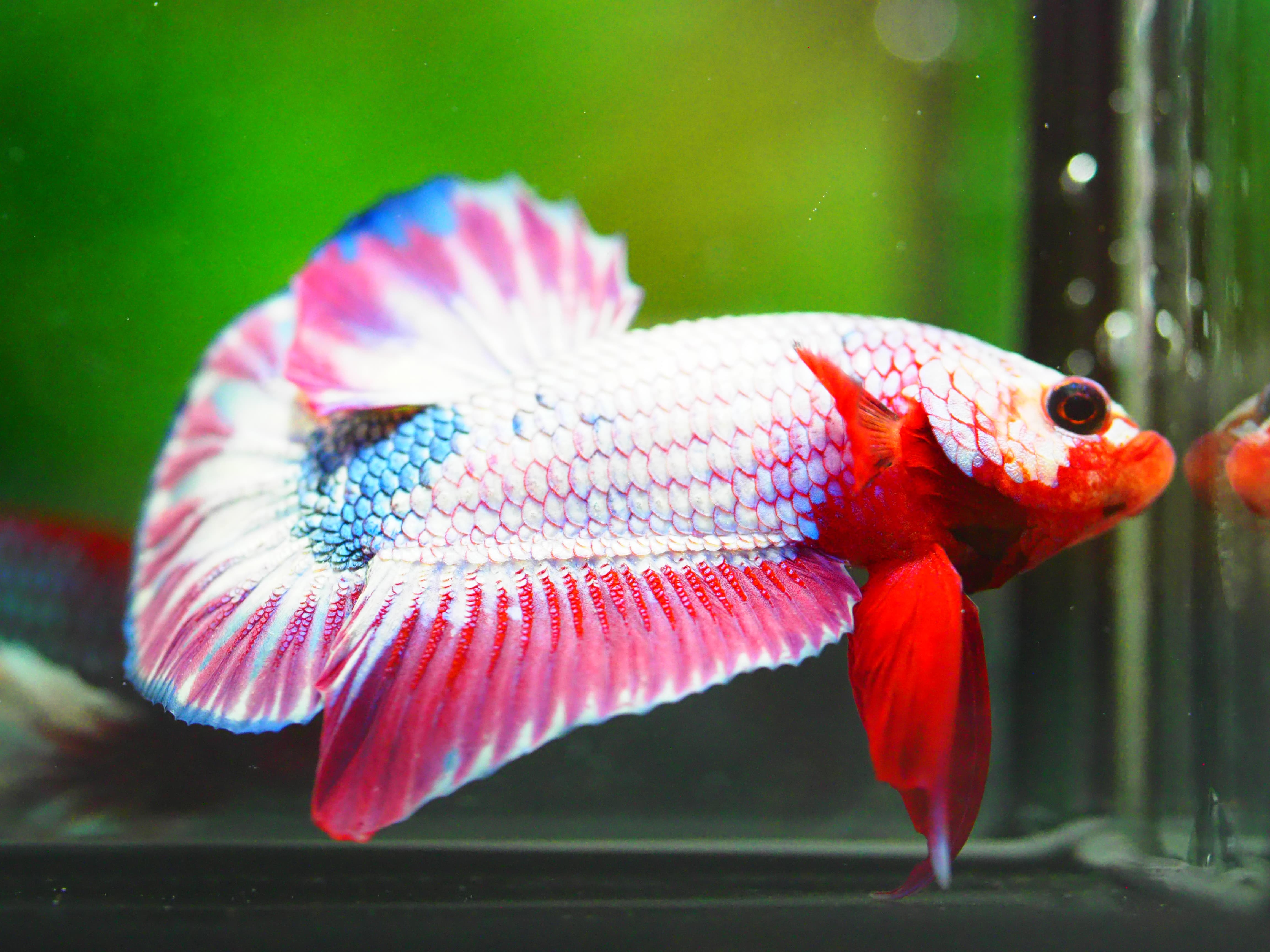 HMPK FANCY MALE GRADE A +++