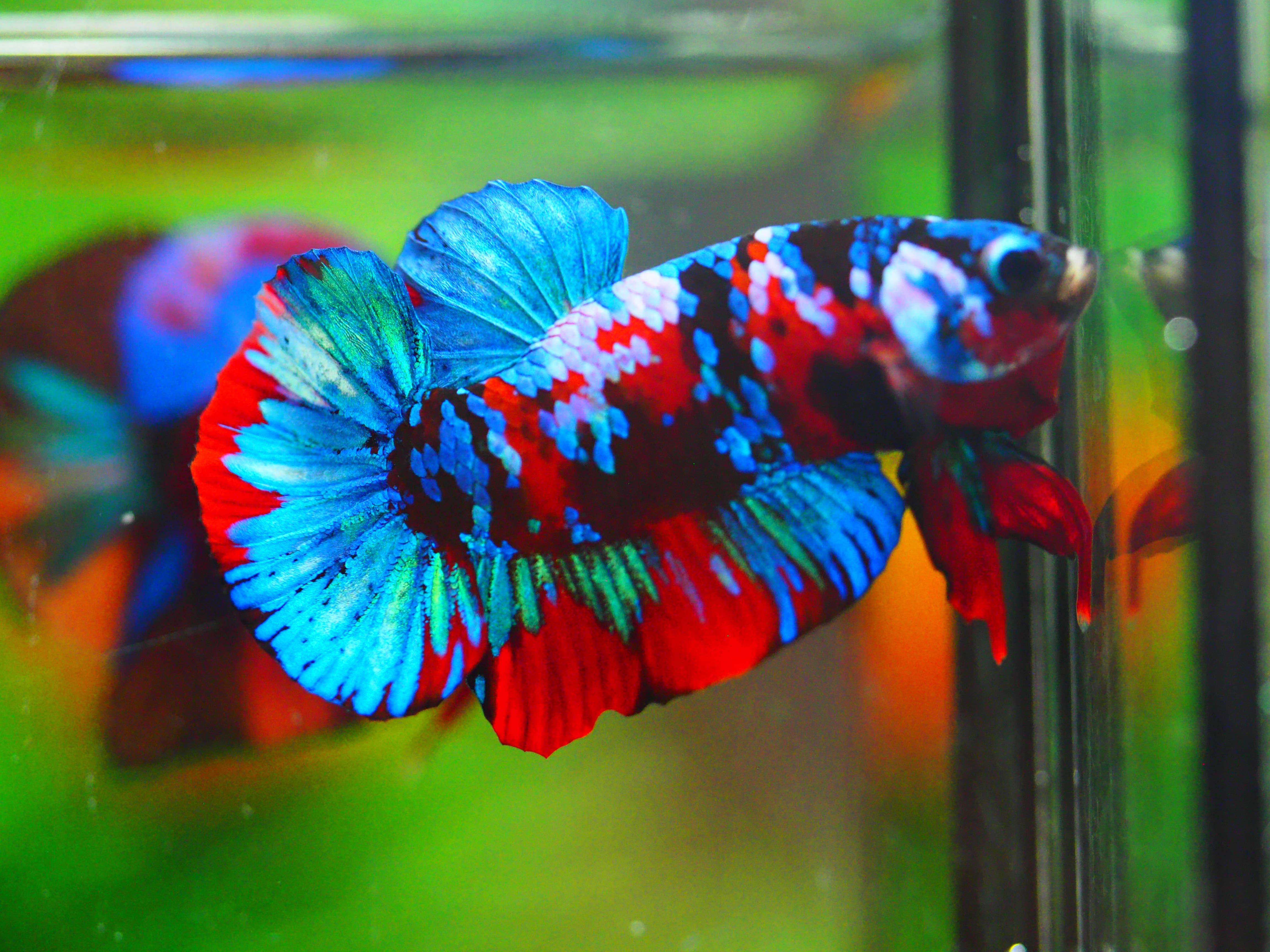 HMPK KOI GALAXY MALE GRADE A +++