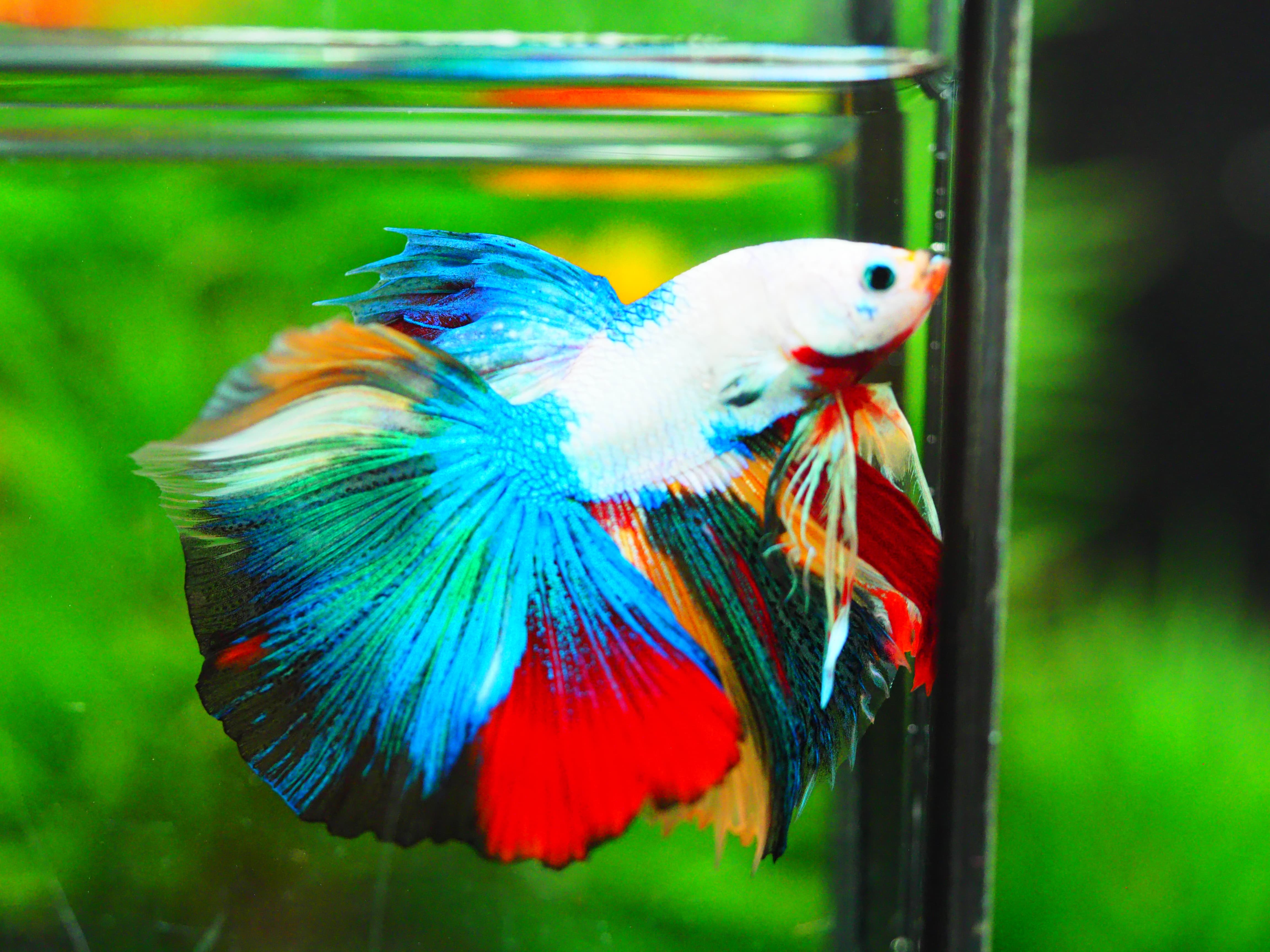 HM KOI GALAXY MALE GRADE A +++