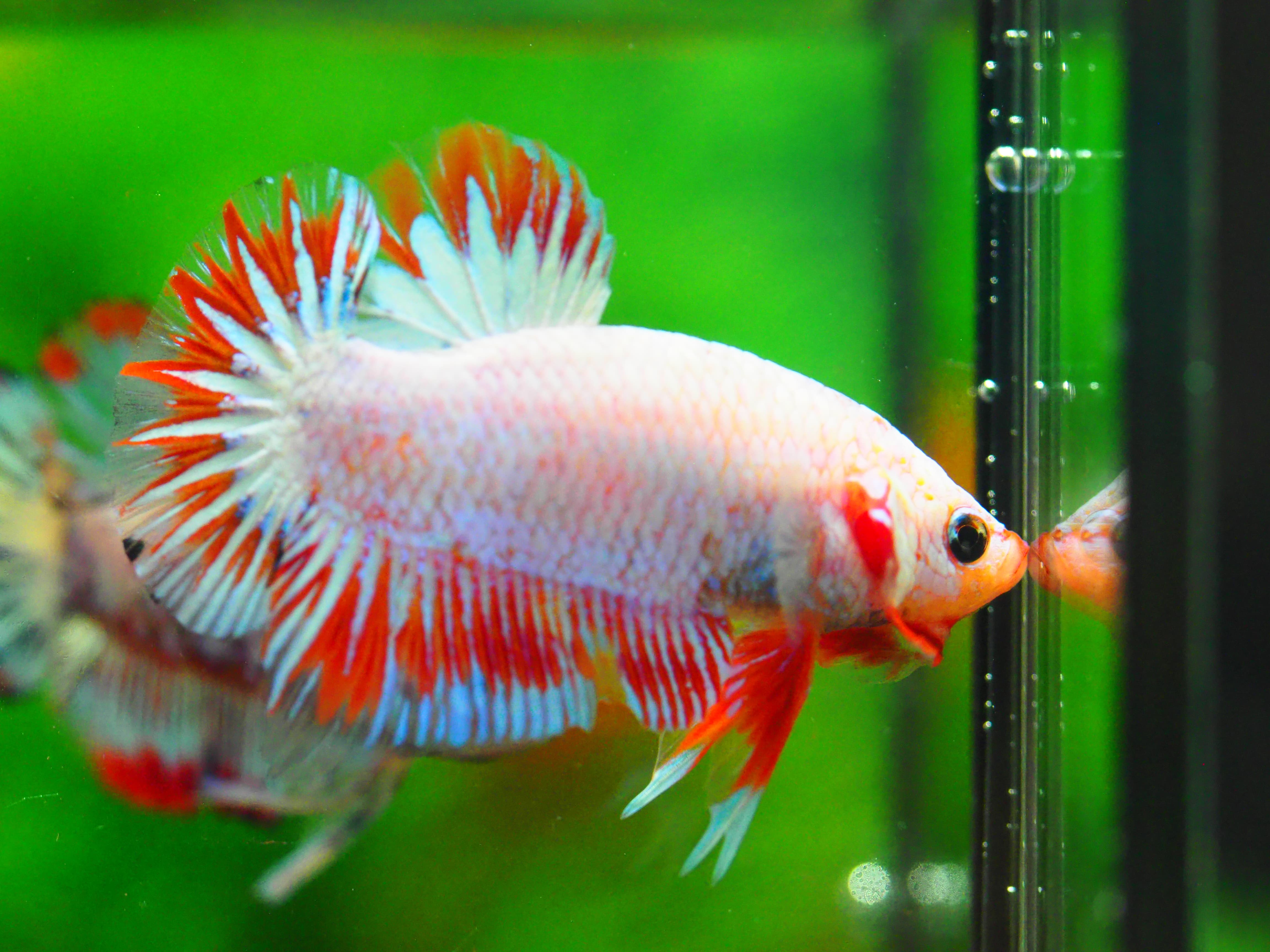 HMPK FANCY MALE GRADE A +++