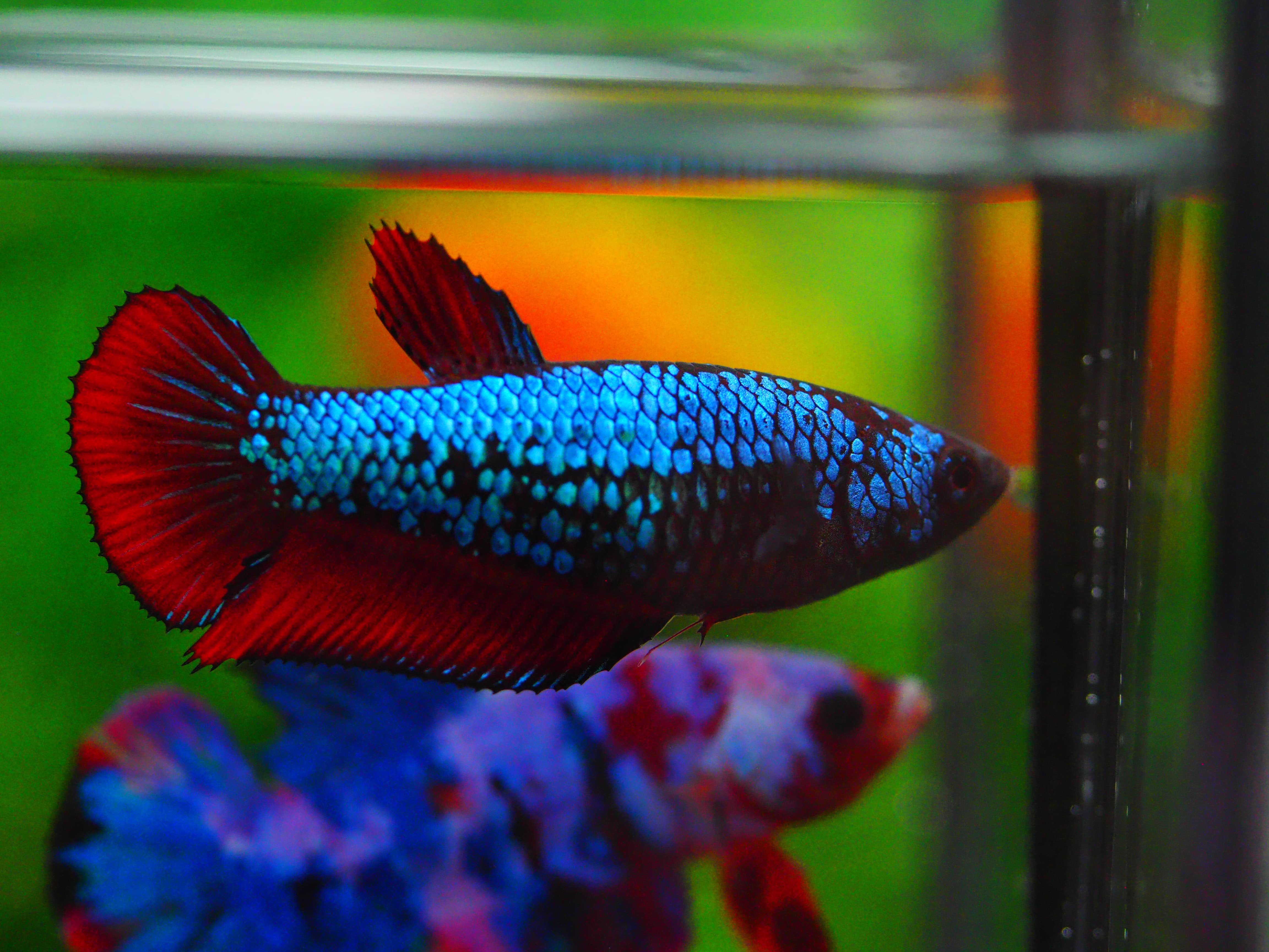 HMPK FANCY FEMALE GRADE A +++