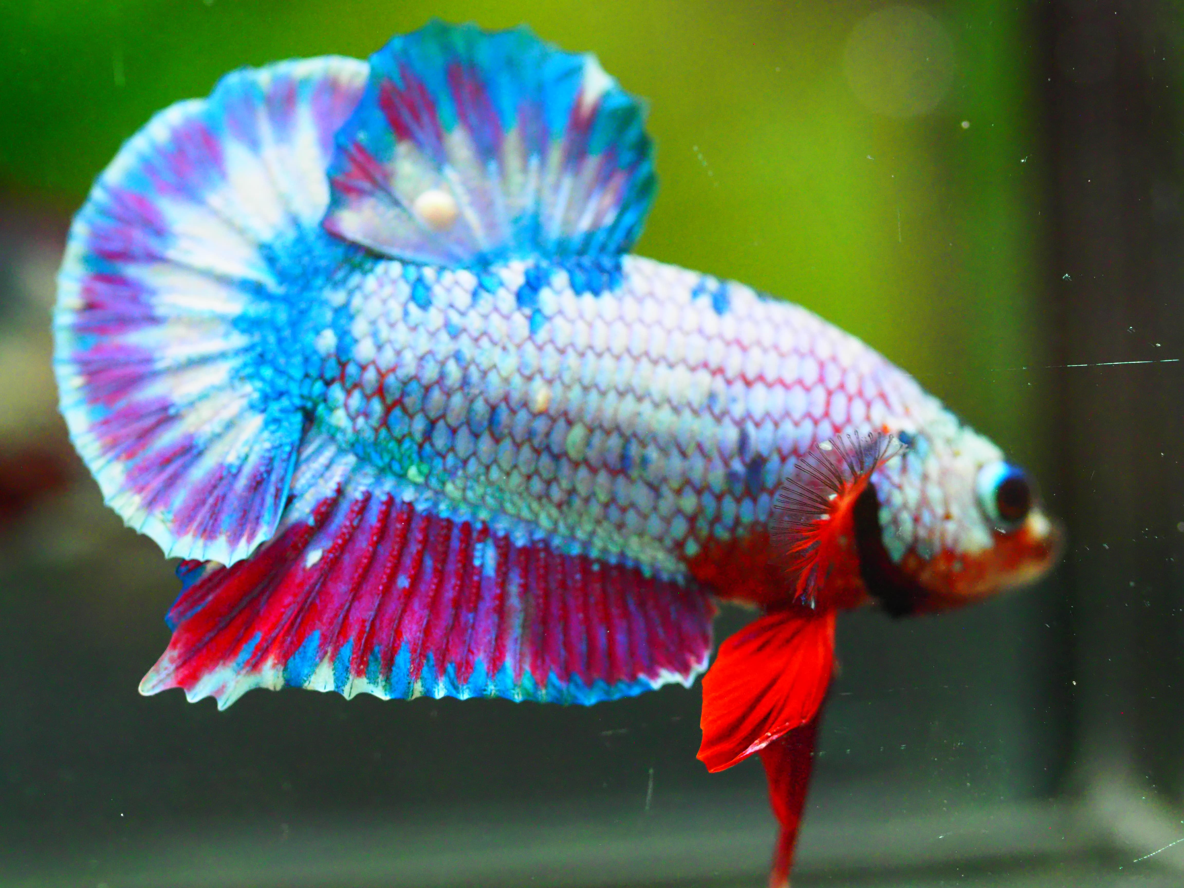 HMPK FANCY MALE GRADE A +++