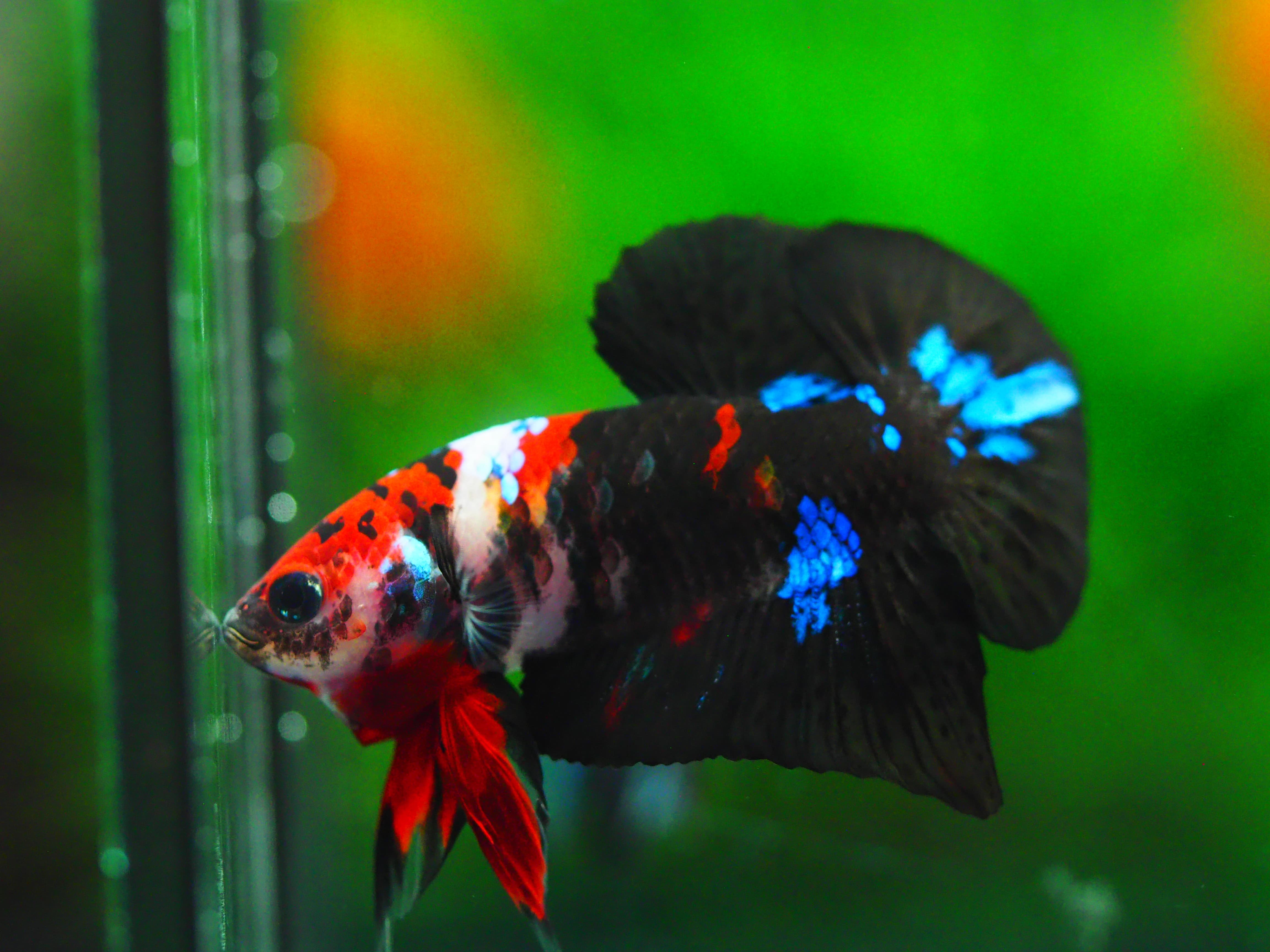 HMPK KOI GALAXY MALE GRADE A +++