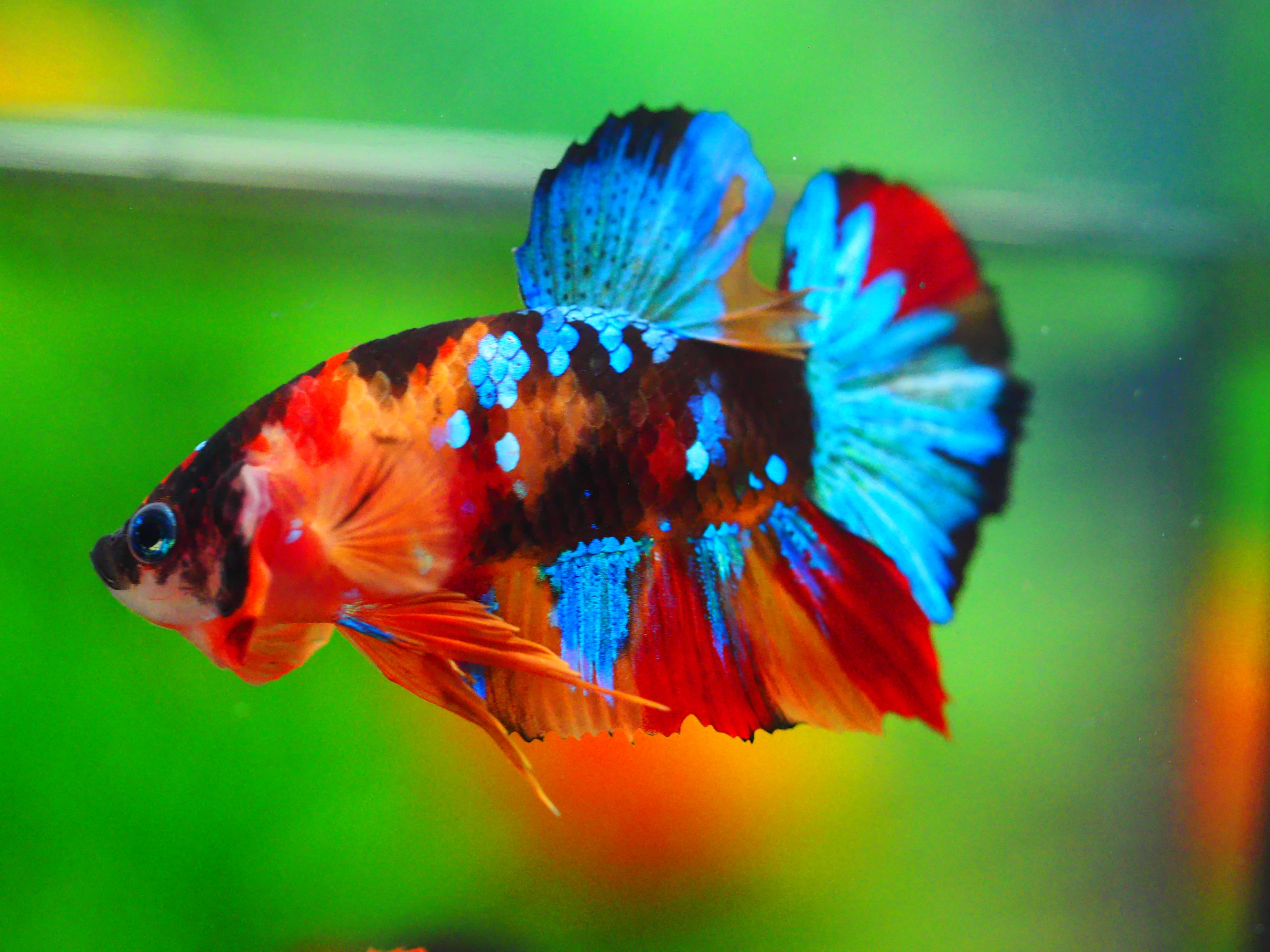 HMPK KOI GALAXY MALE GRADE A +++