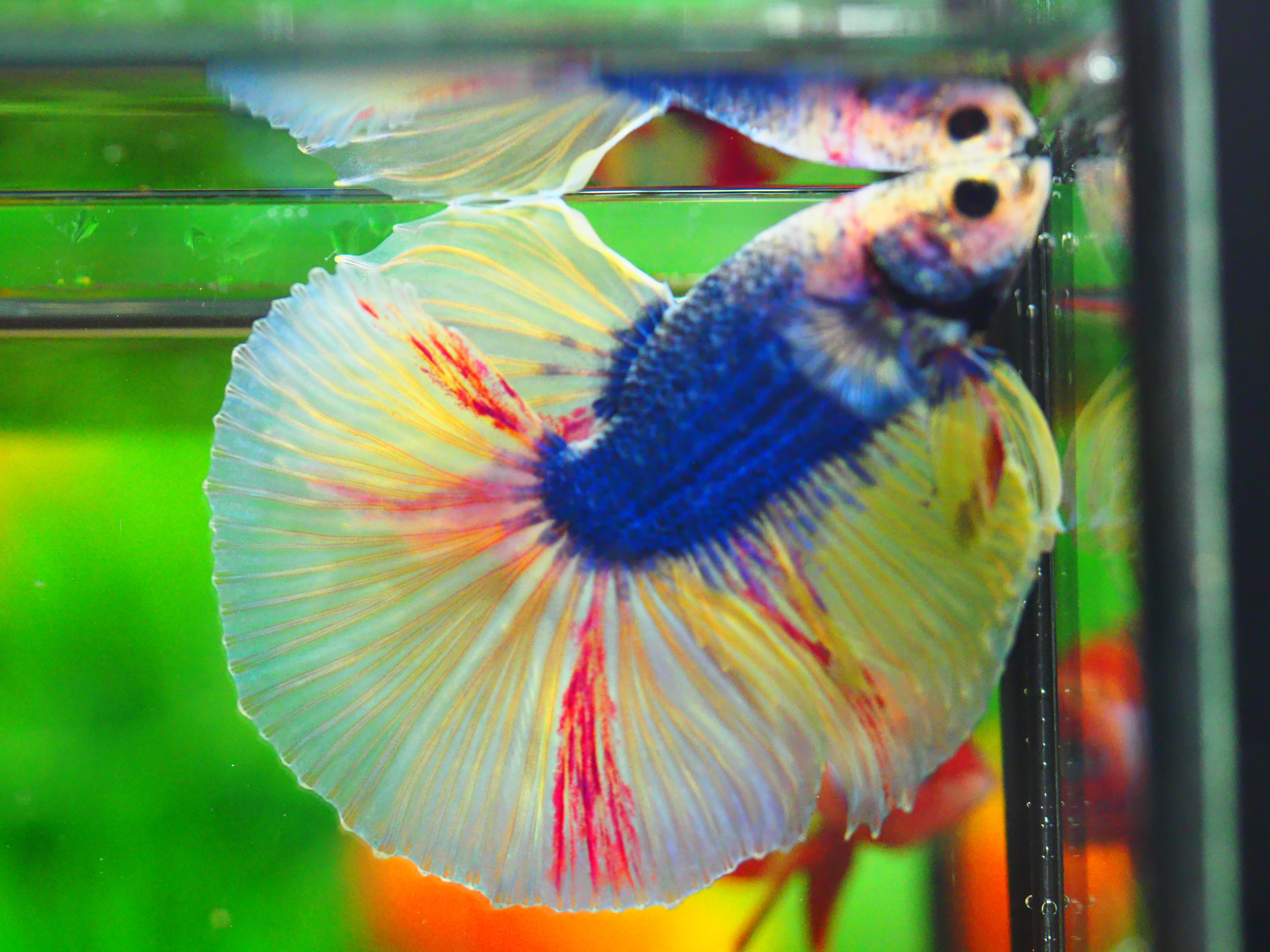 HM FANCY MALE GRADE A++