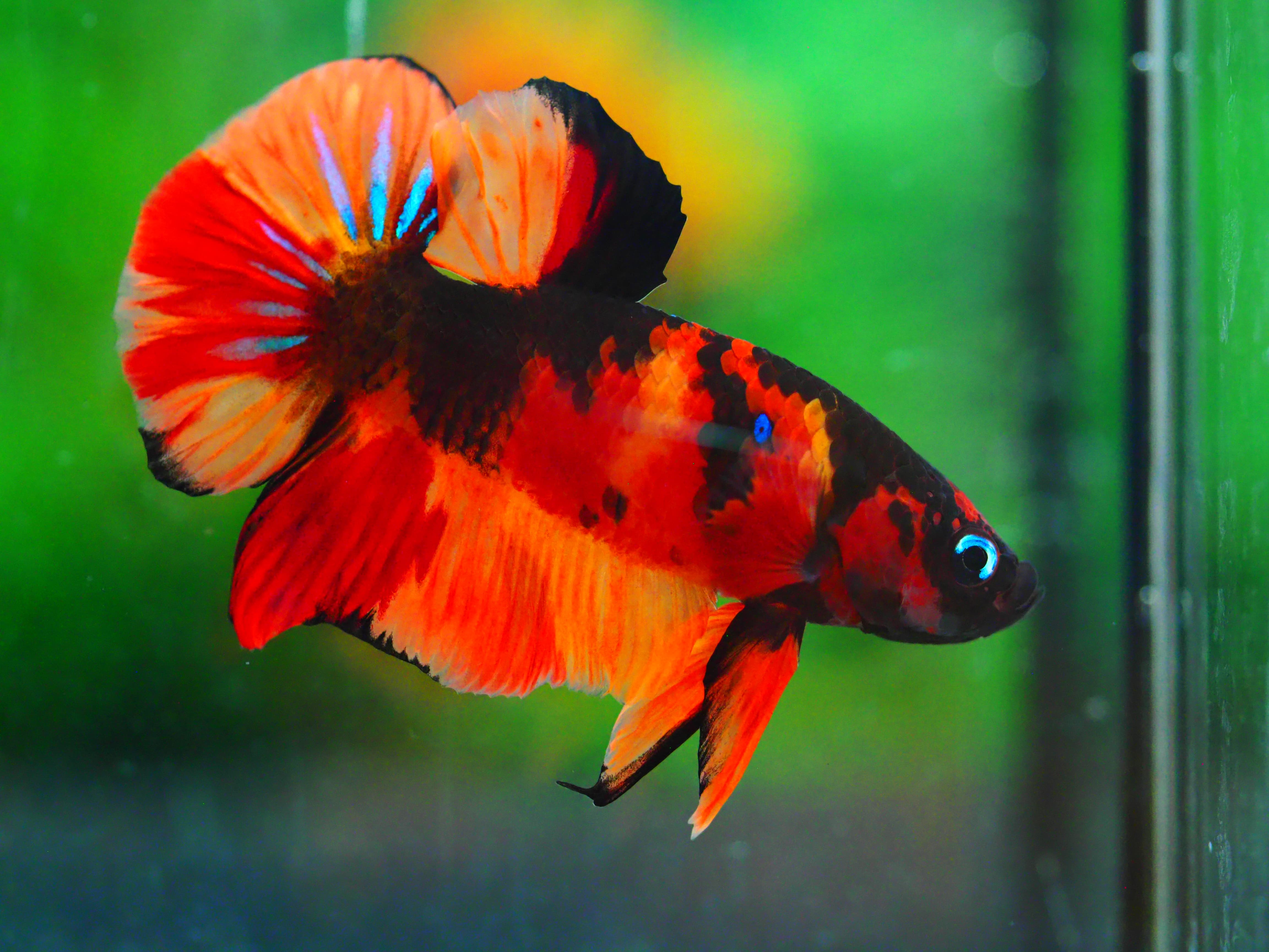 HMPK NEMO GALAXY MALE GRADE A +++