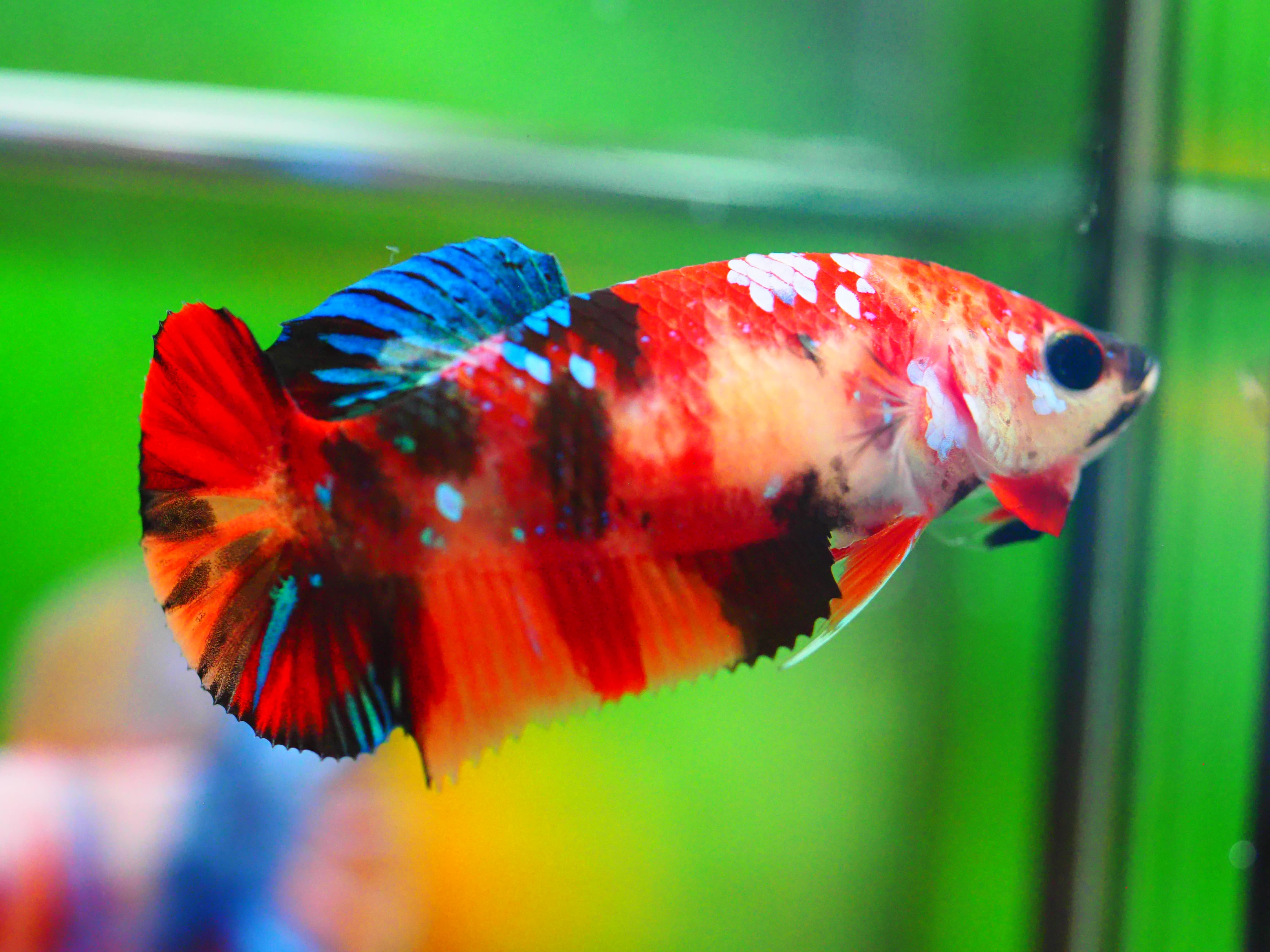 HMPK KOI GALAXY FNMALE GRADE A +++