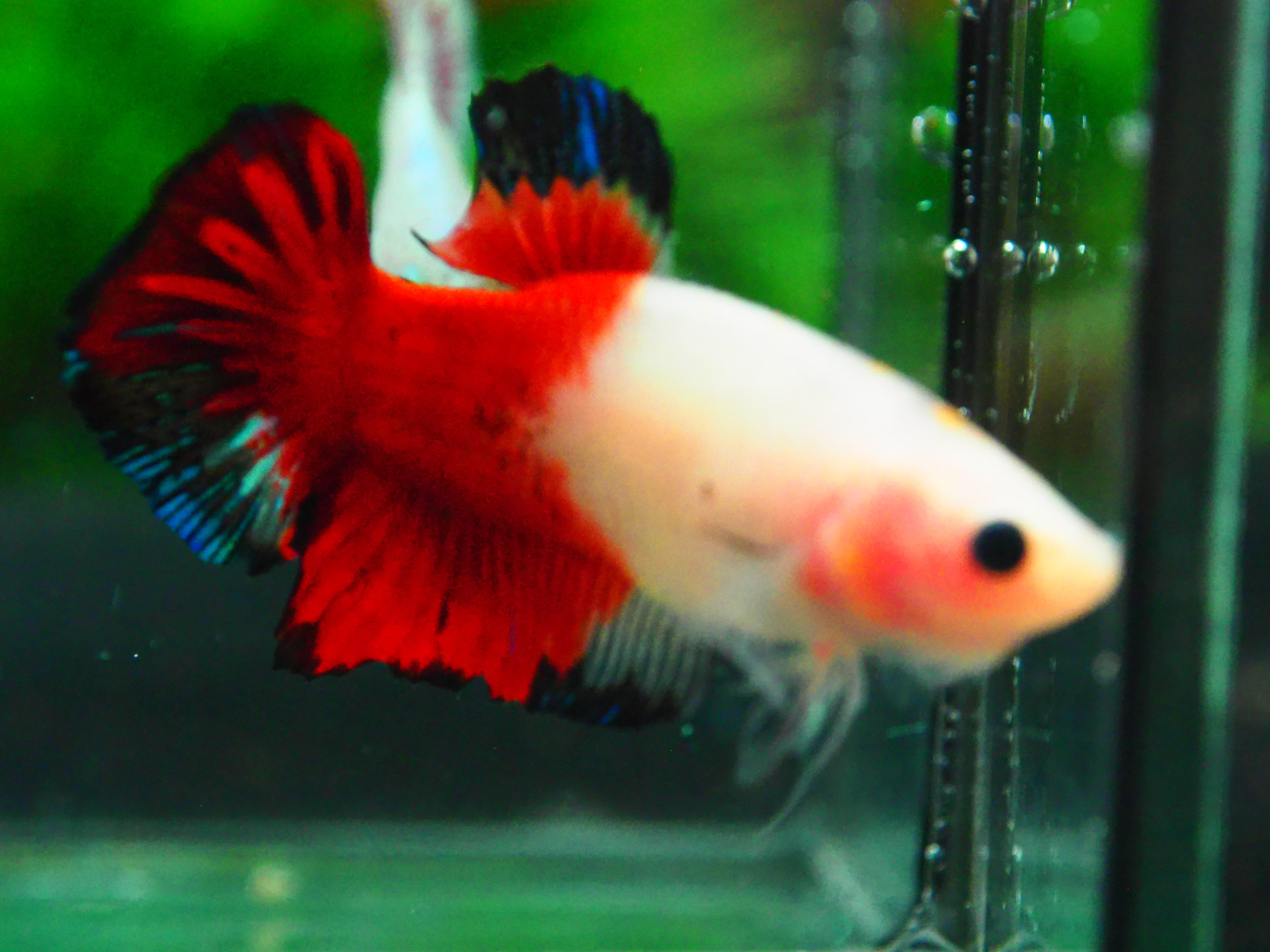 HMPK KOI GALAXY MALE GRADE A +++