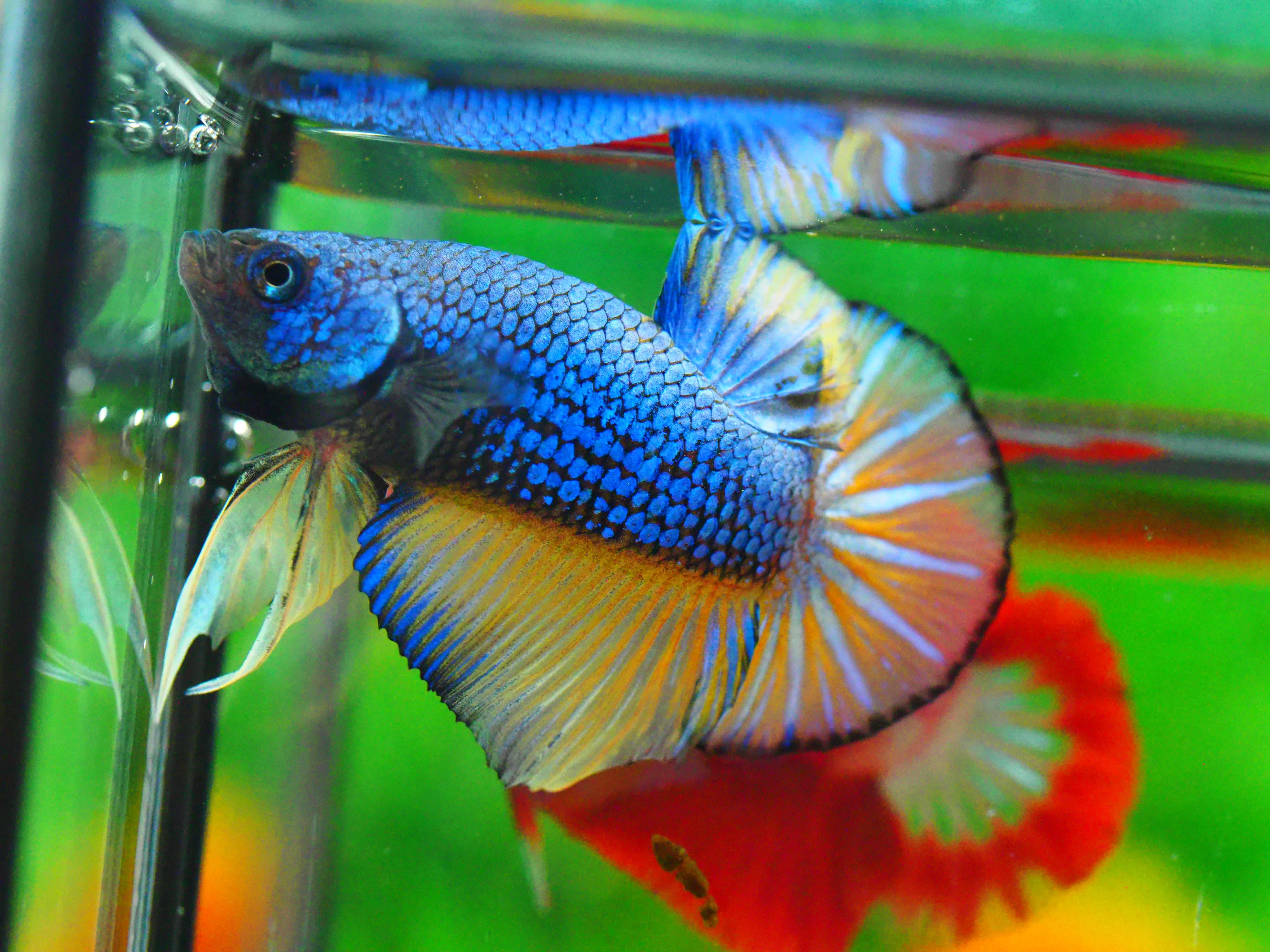 HMPK FANCY MALE GRADE A +++