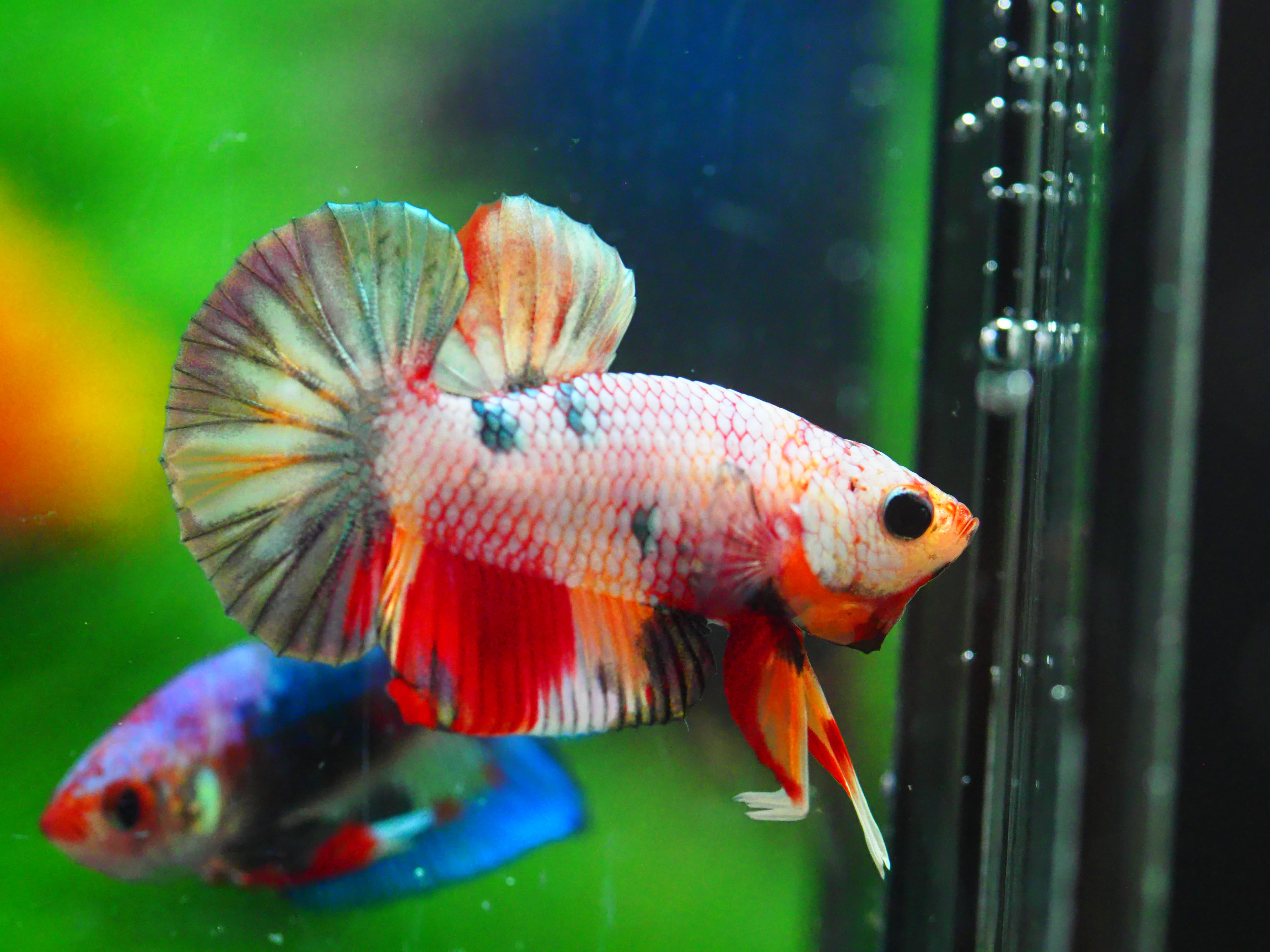 HMPK COPPERCFANCY MALE GRADE A +++