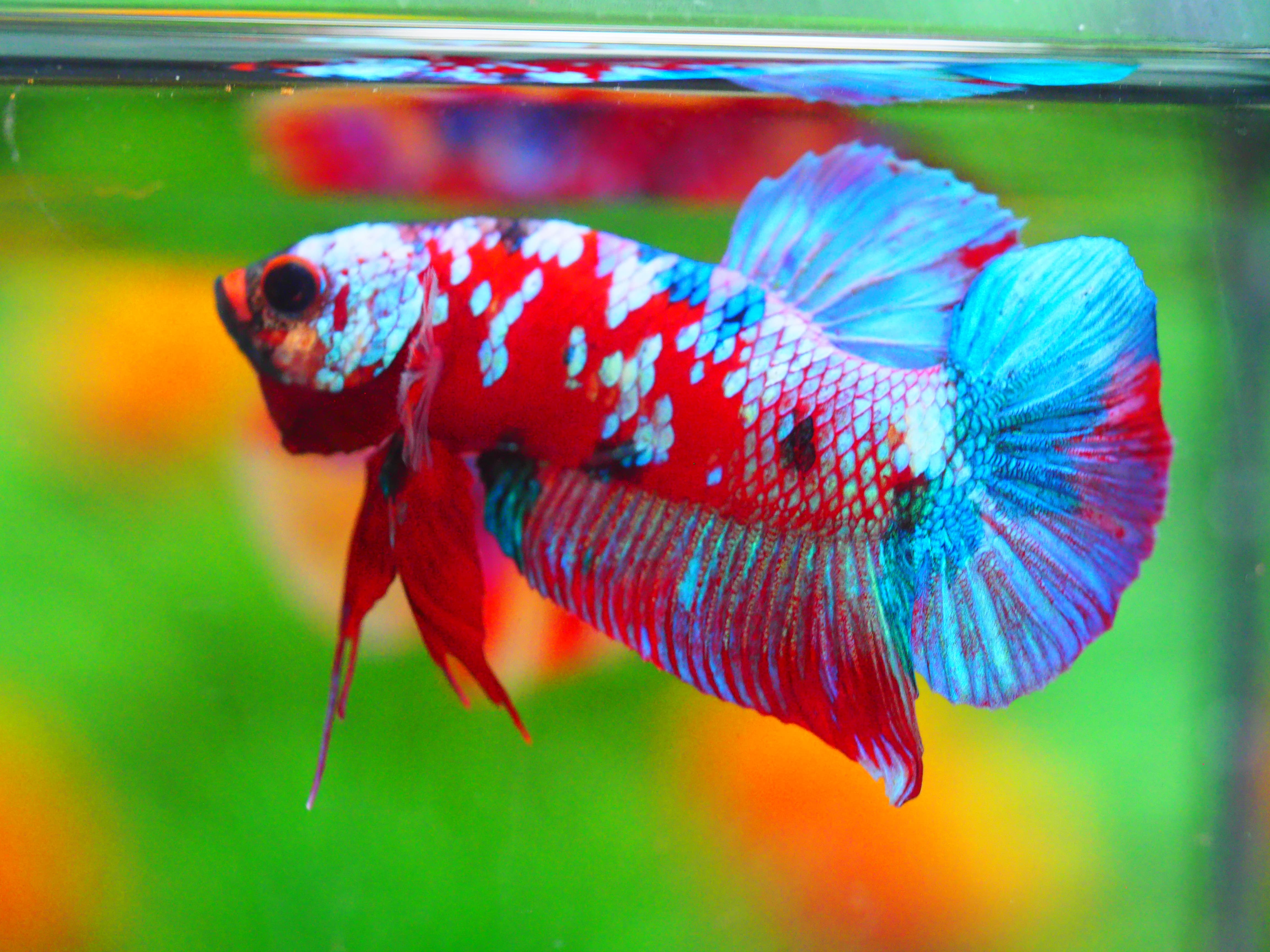 HMPK KOI GALAXY MALE GRADE A +++