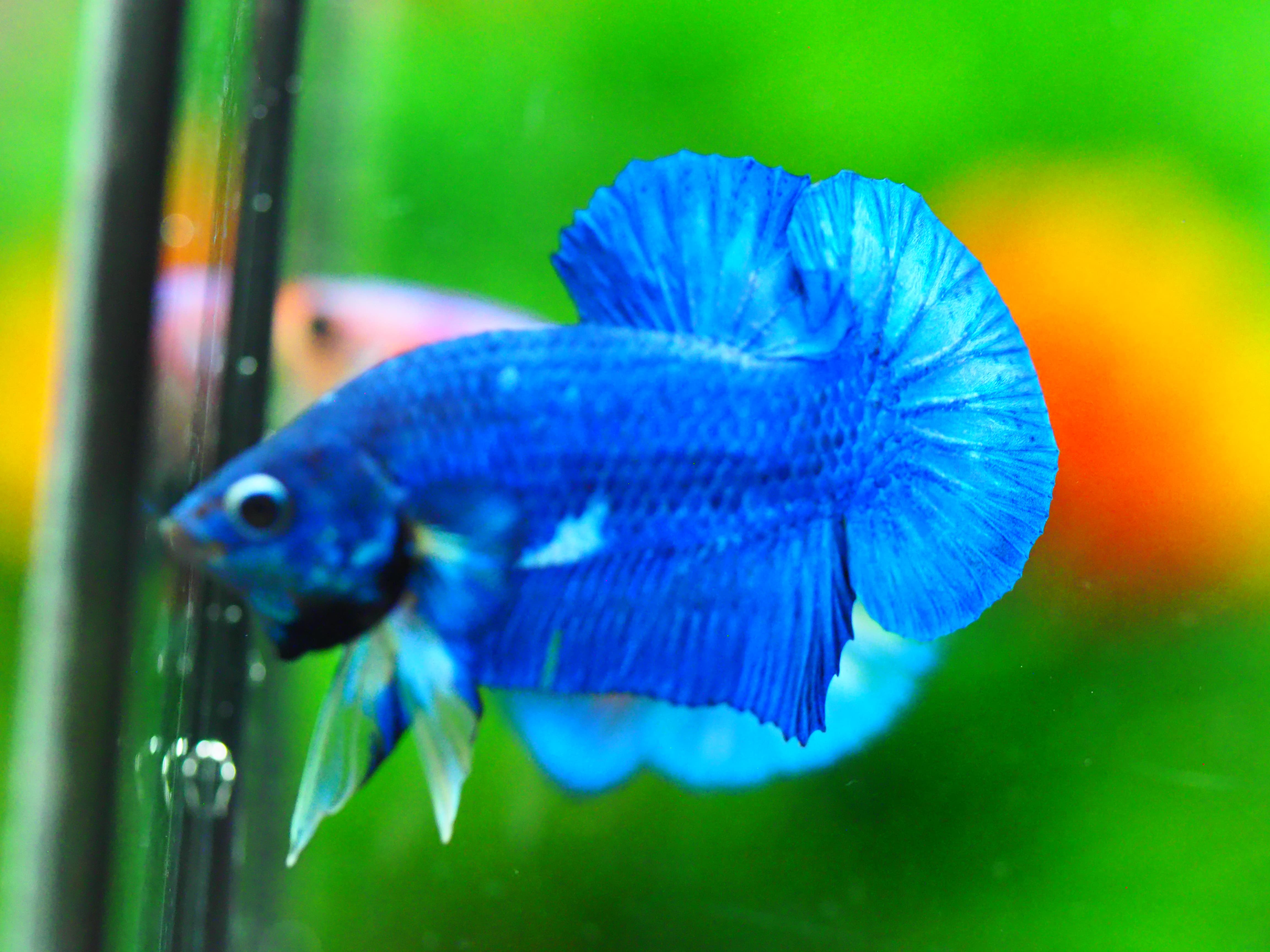 HMPK FANCY MALE GRADE A +++