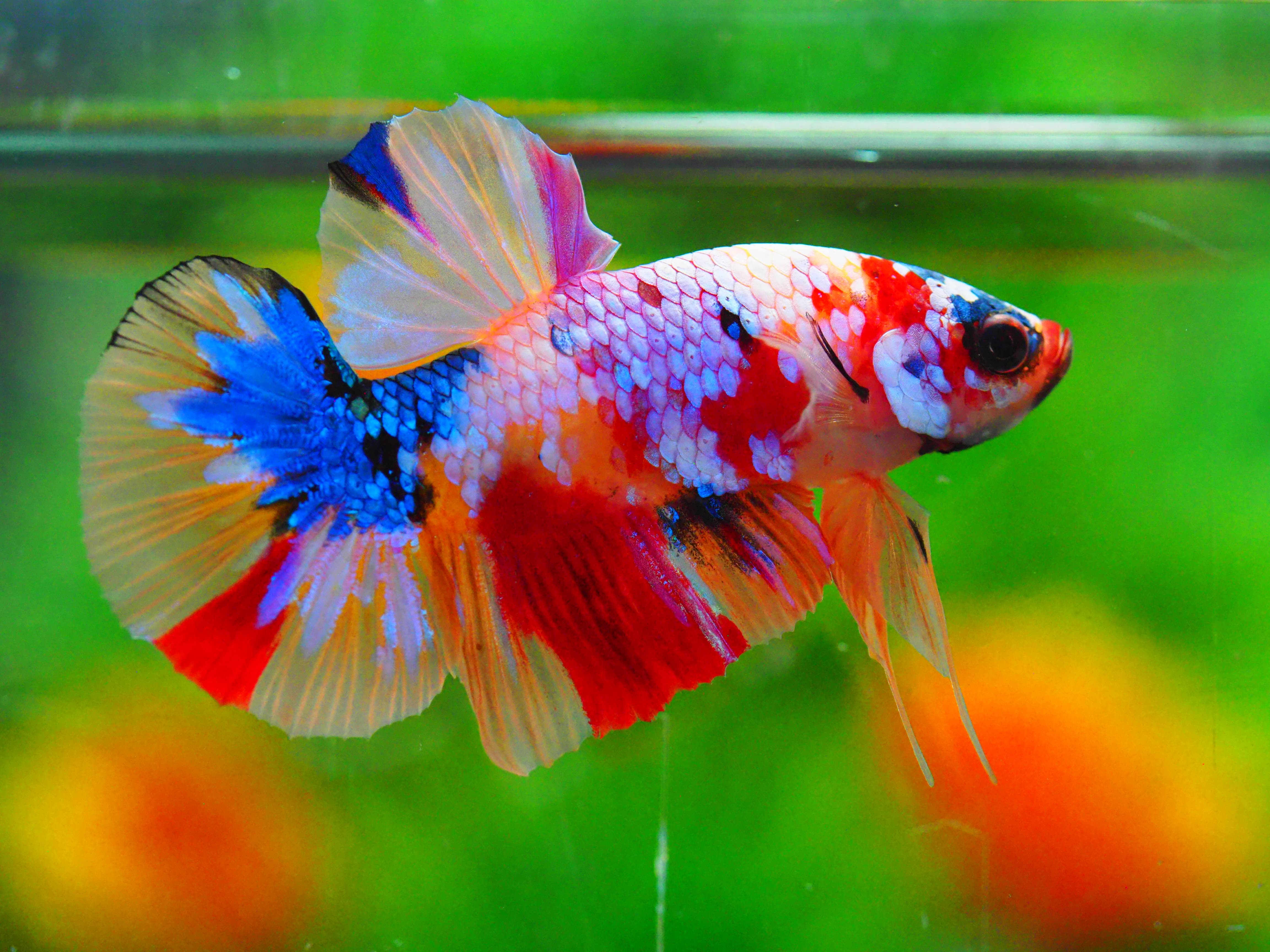 HMPK NEMO GALAXY MALE GRADE A +++