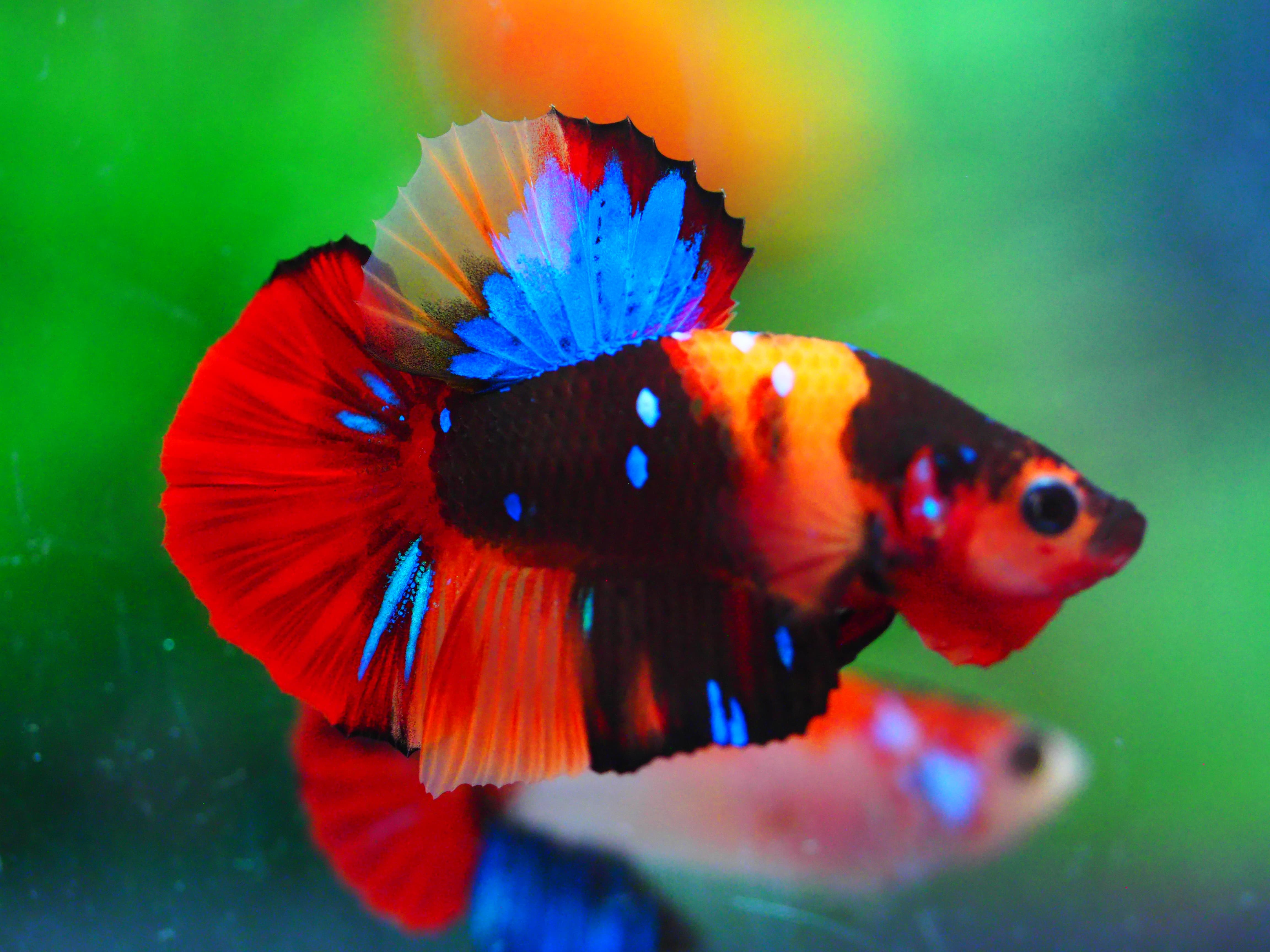 HMPK NEMO GALAXY MALE GRADE A +++