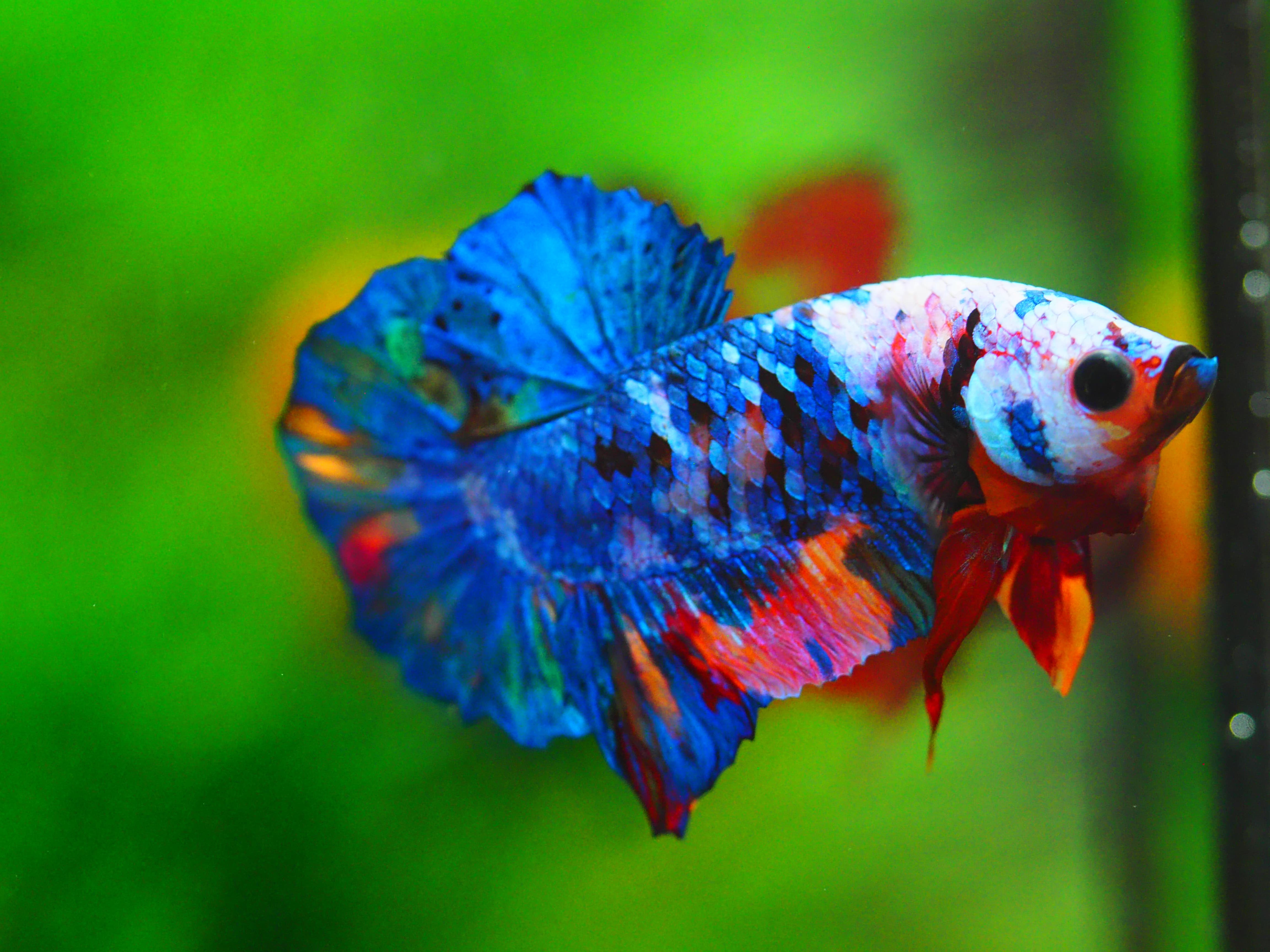 HMPK KOI GALAXY MALE GRADE A+++