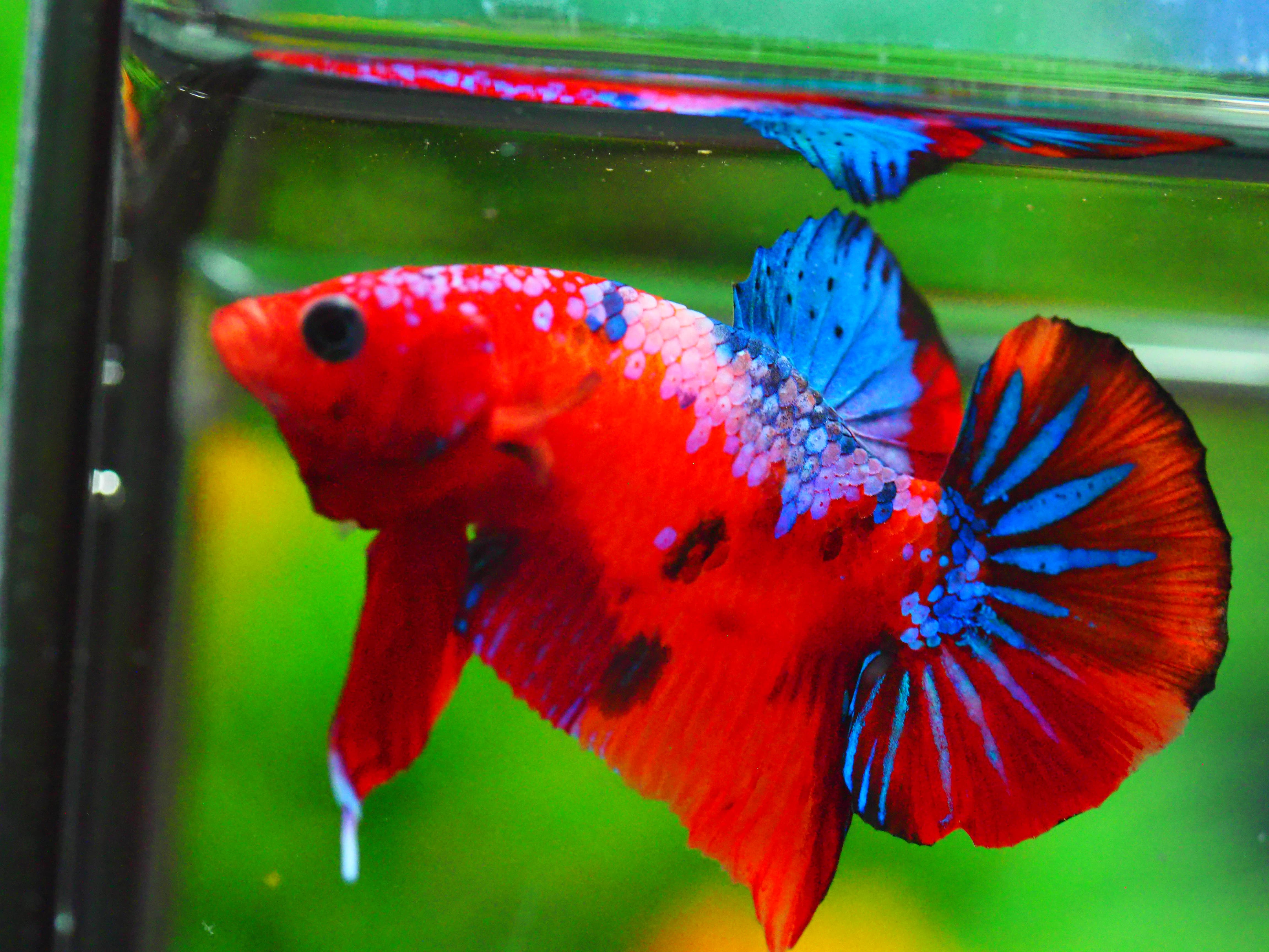 HMPK KOI GALAXY MALE GRADE A +++