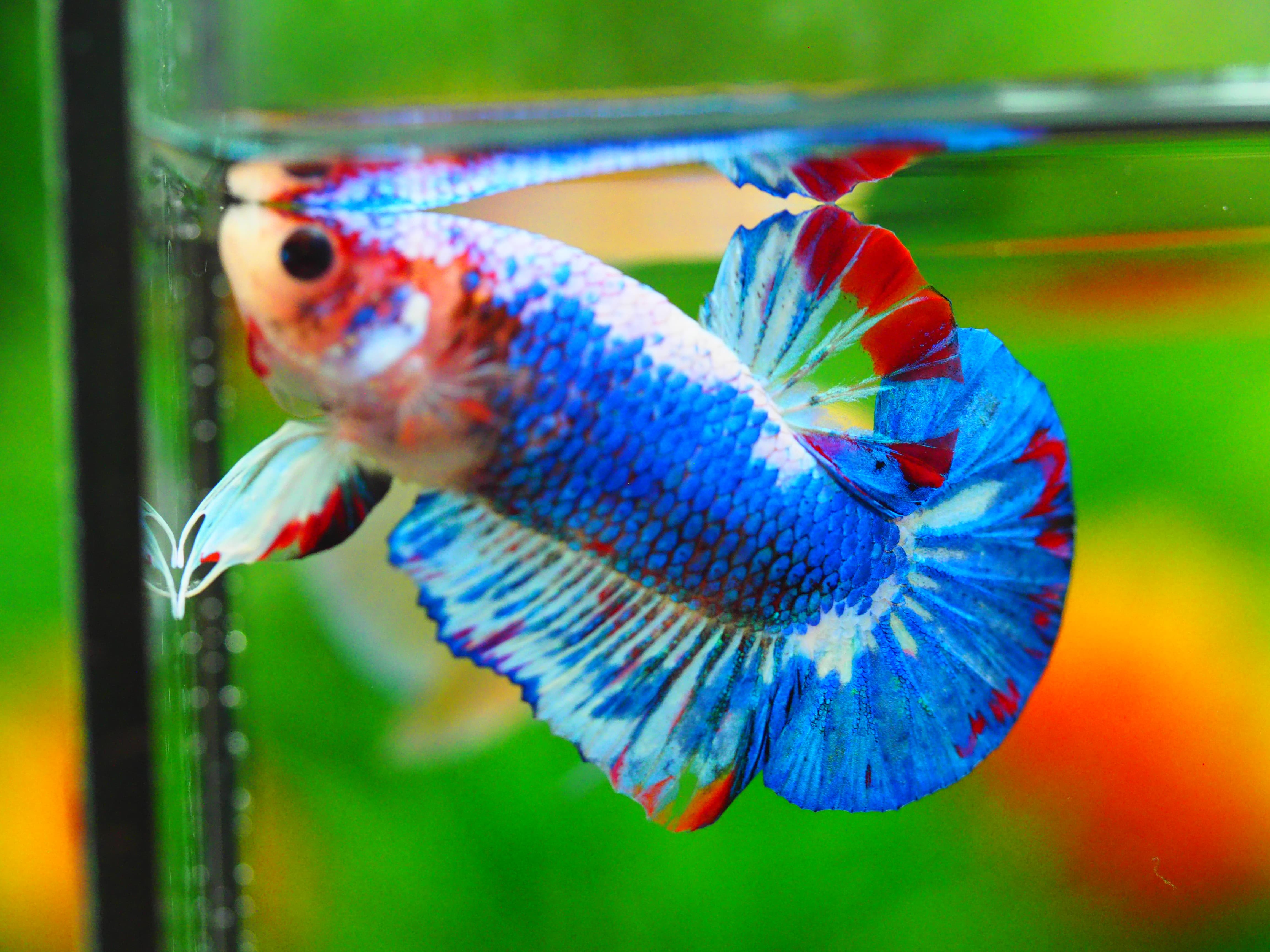 HMPK FANCY MALE GRADE A++