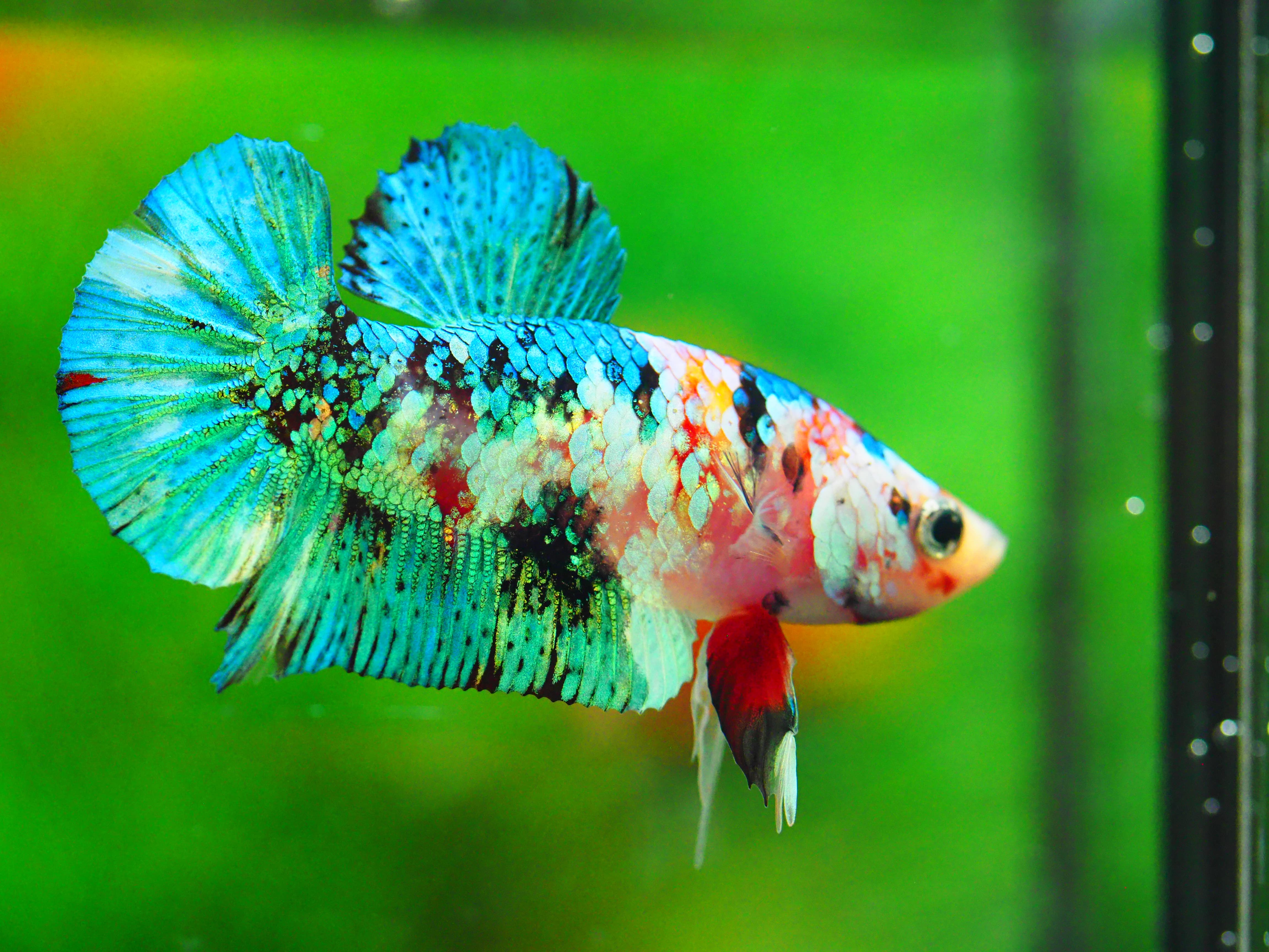 HMPK KOI GALAXY MALE GRADE A +++