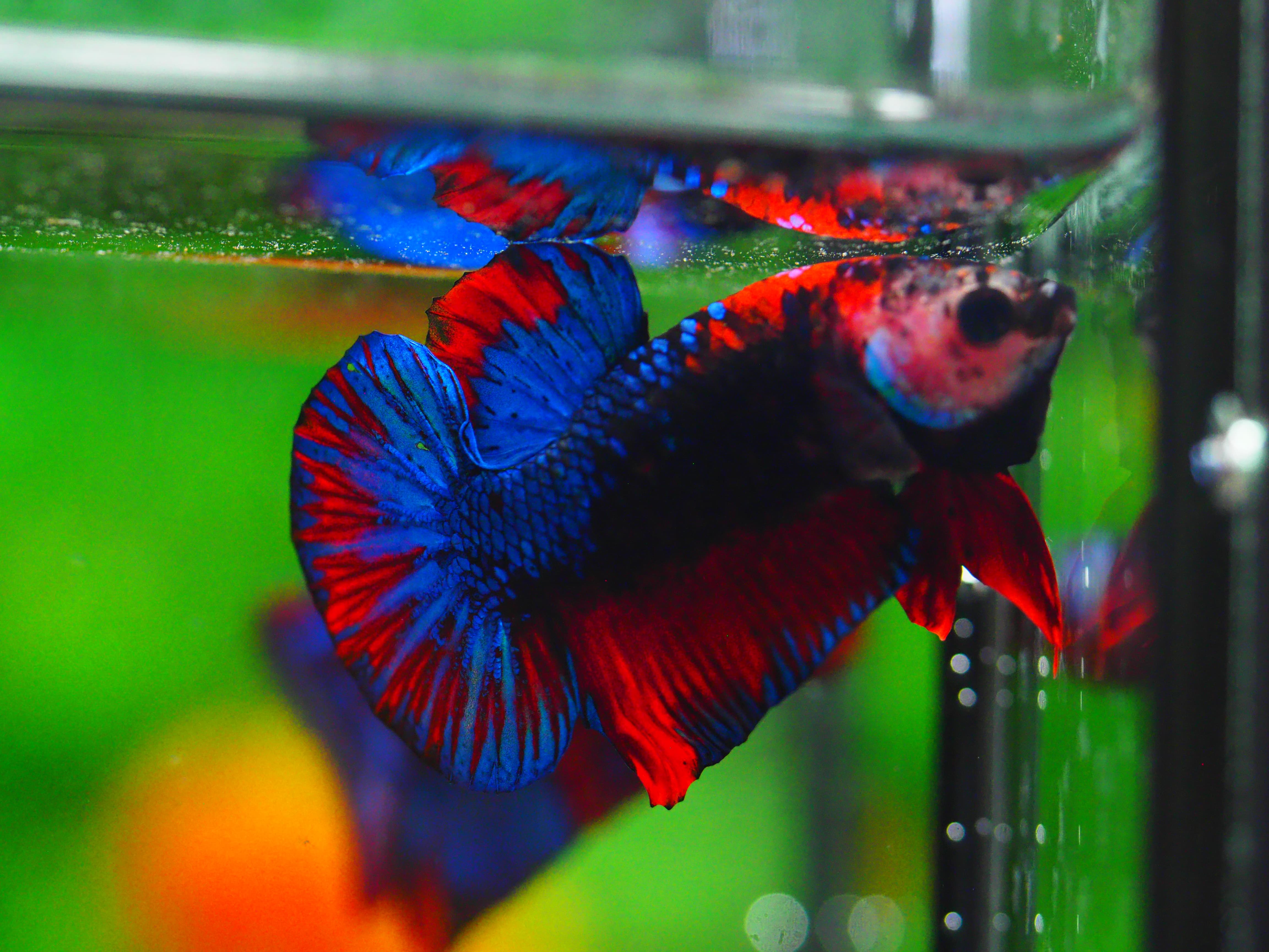 HMPK KOI GALAXY MALE GRADE A +++