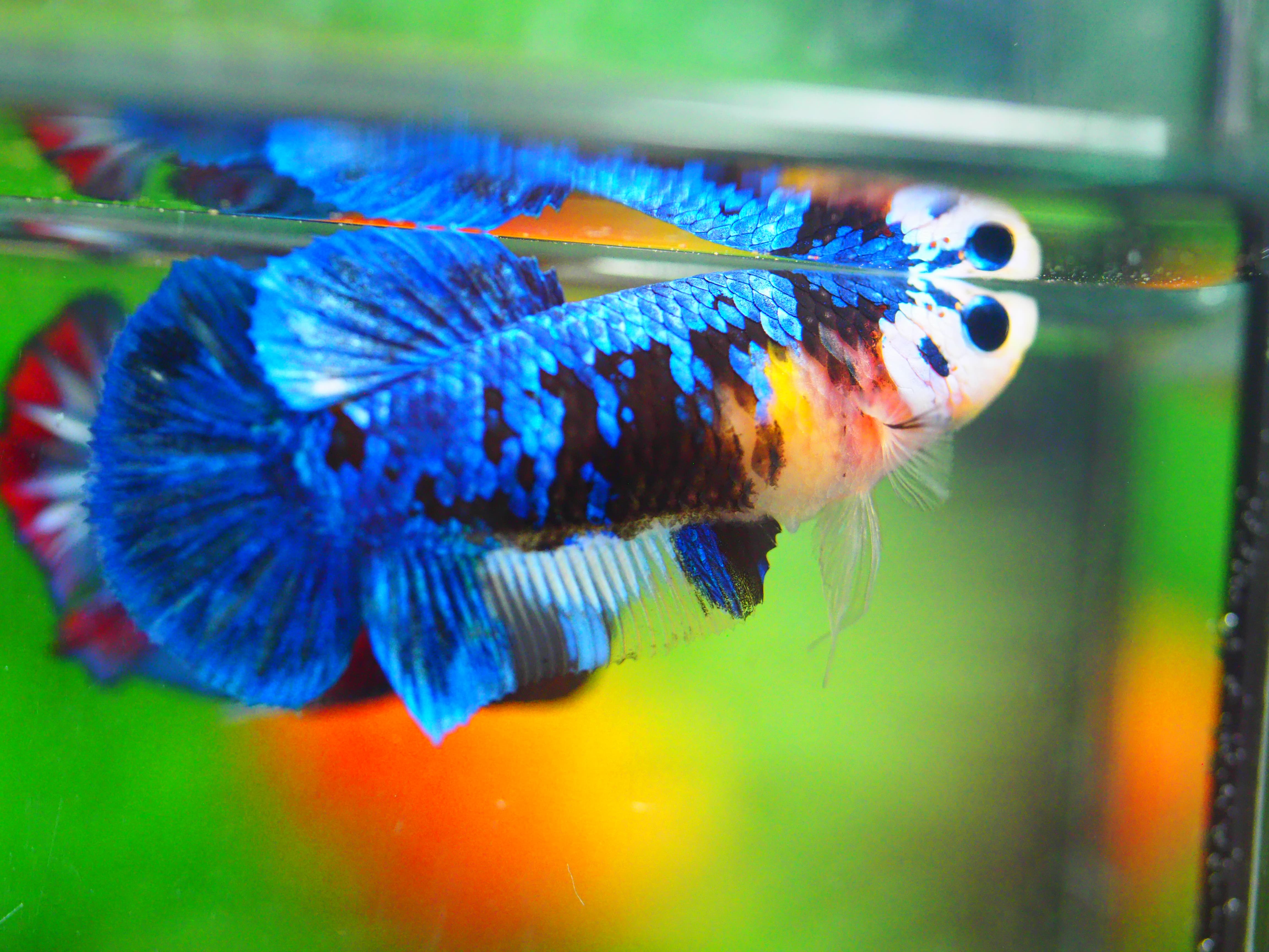 HMPK KOI GALAXY FNMALE GRADE A +++