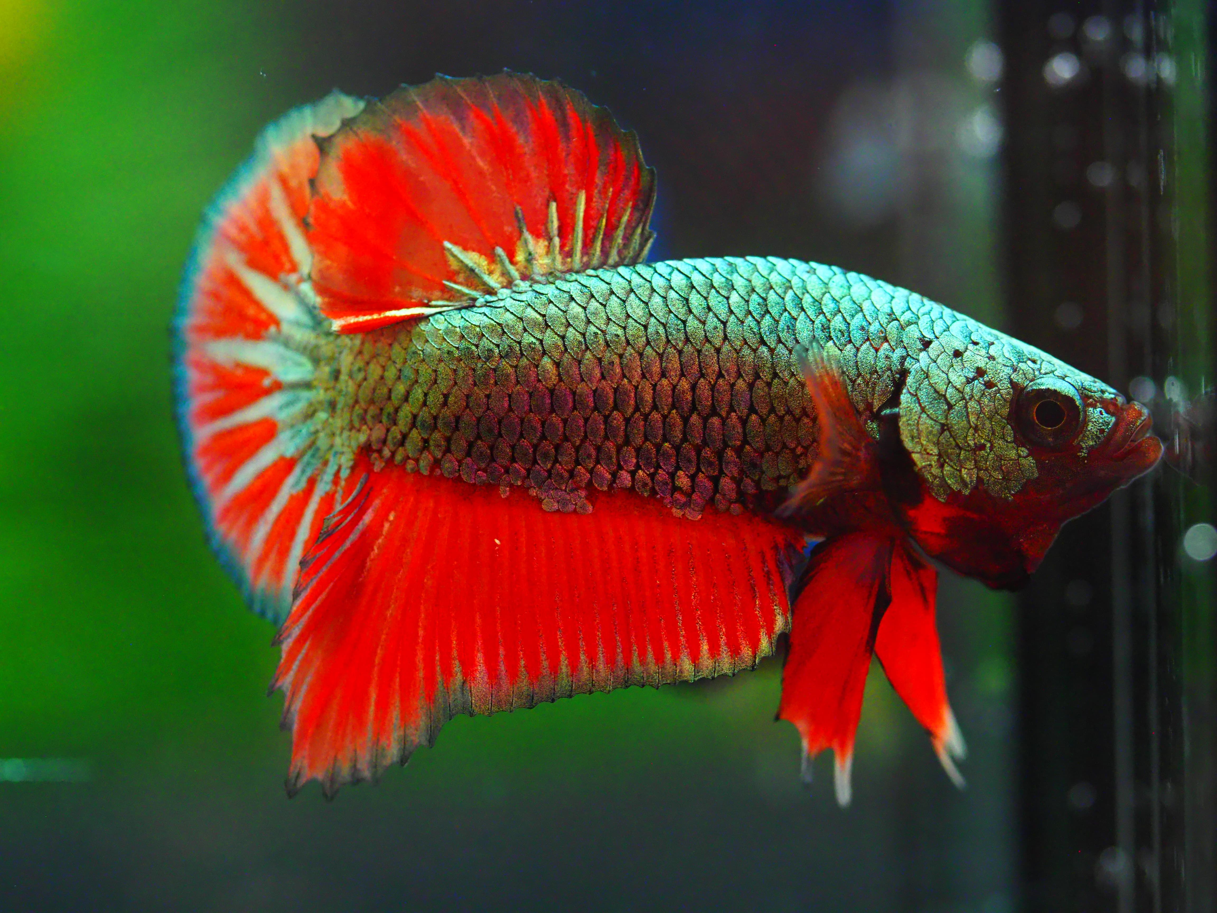 HMPK COPPER REDMALE GRADE A +++