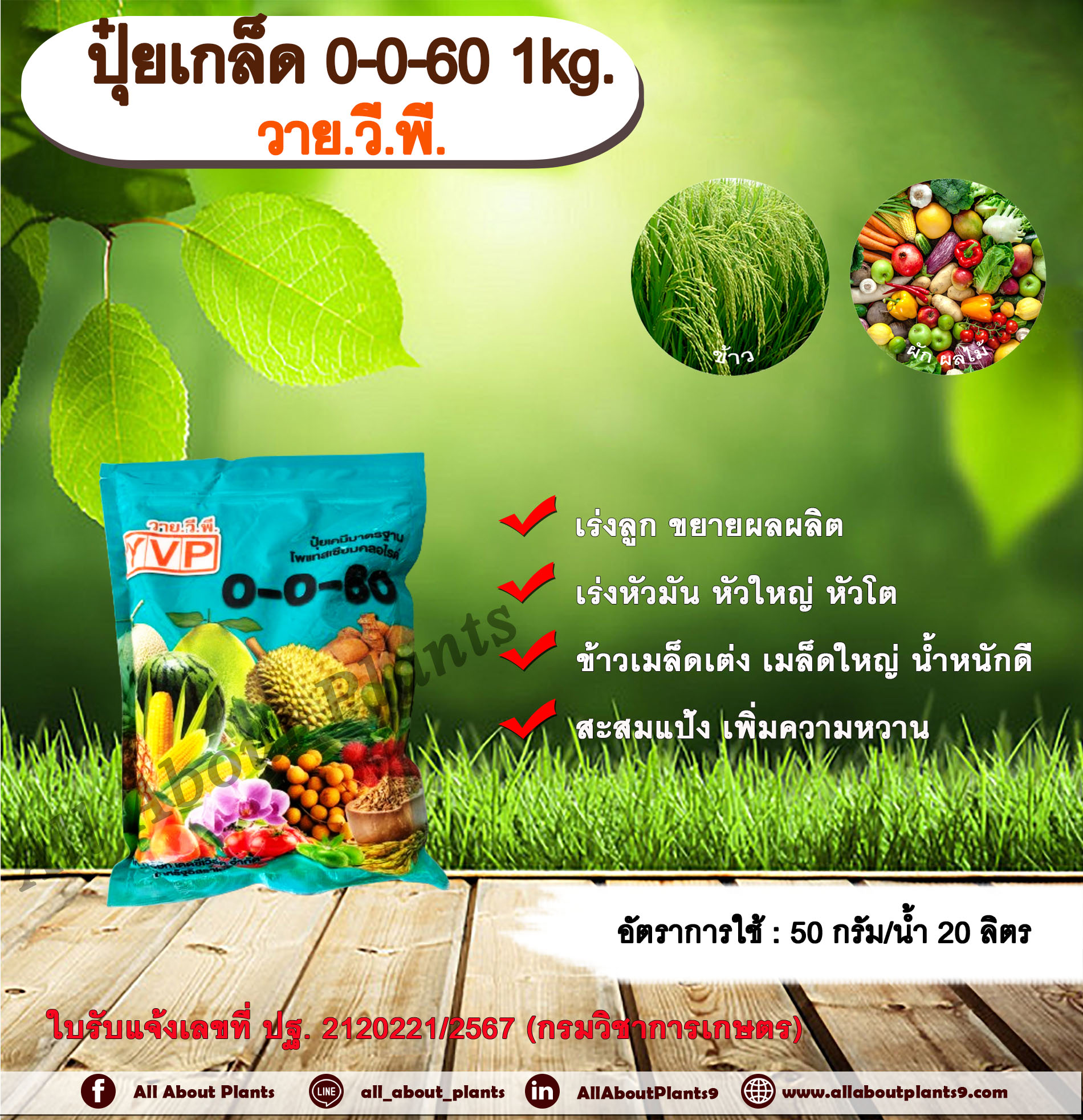 ปุ๋ยเกล็ด 0-0-60 1kg. ตราวายวีพี ปุ๋ยเกล็ด เร่งลูก ขยายผลผลิต เร่งหัวมัน หัวใหญ่ หัวโต ข้าวเมล็ดเต่ง เมล็ดใหญ่ น้ำหนักดี สะสมแป้ง เพิ่มความหวาน โพแทสเซียมคลอไรด์ ถุง