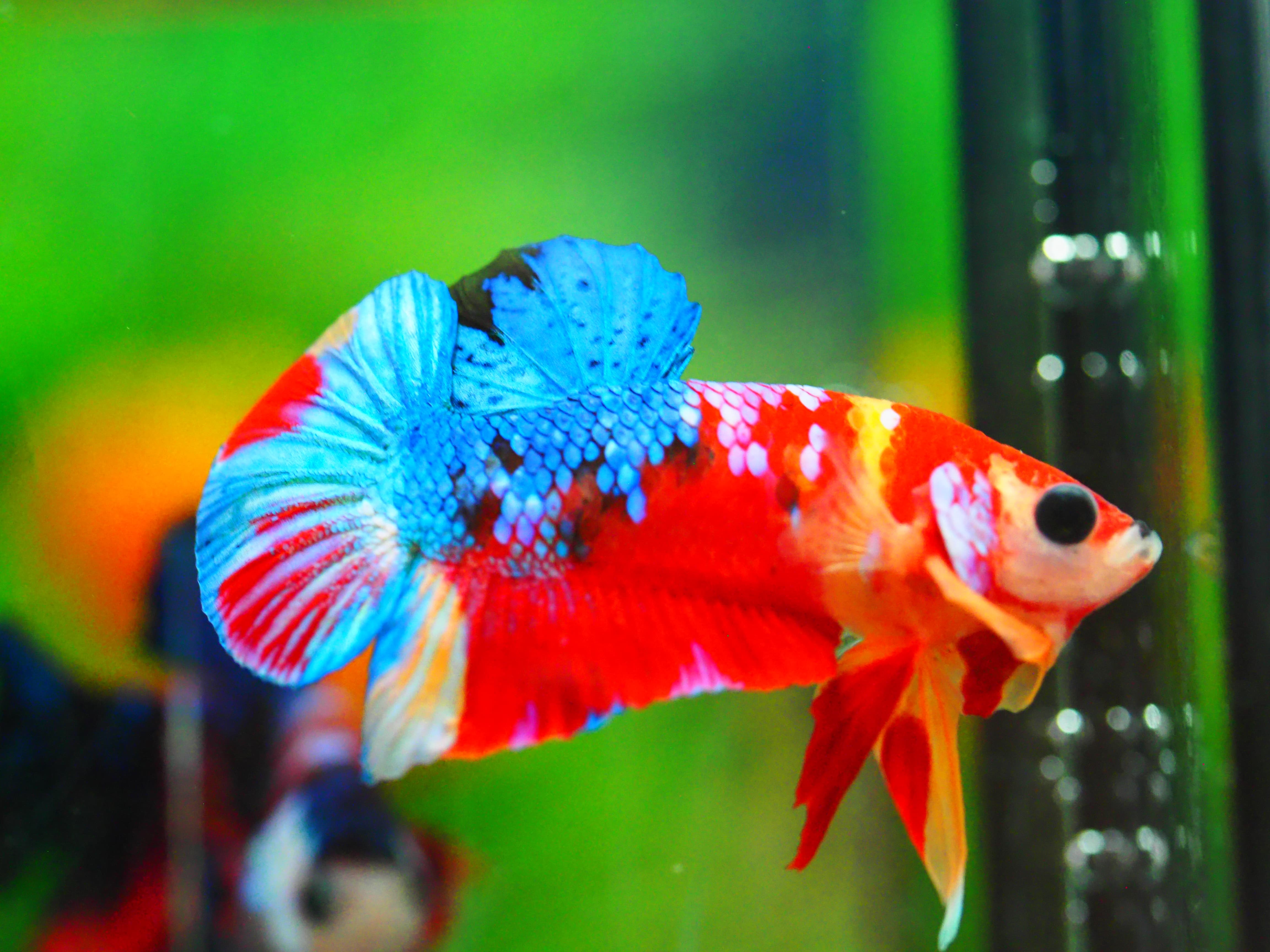 HMPK NEMO GALAXY MALE GRADE A +++