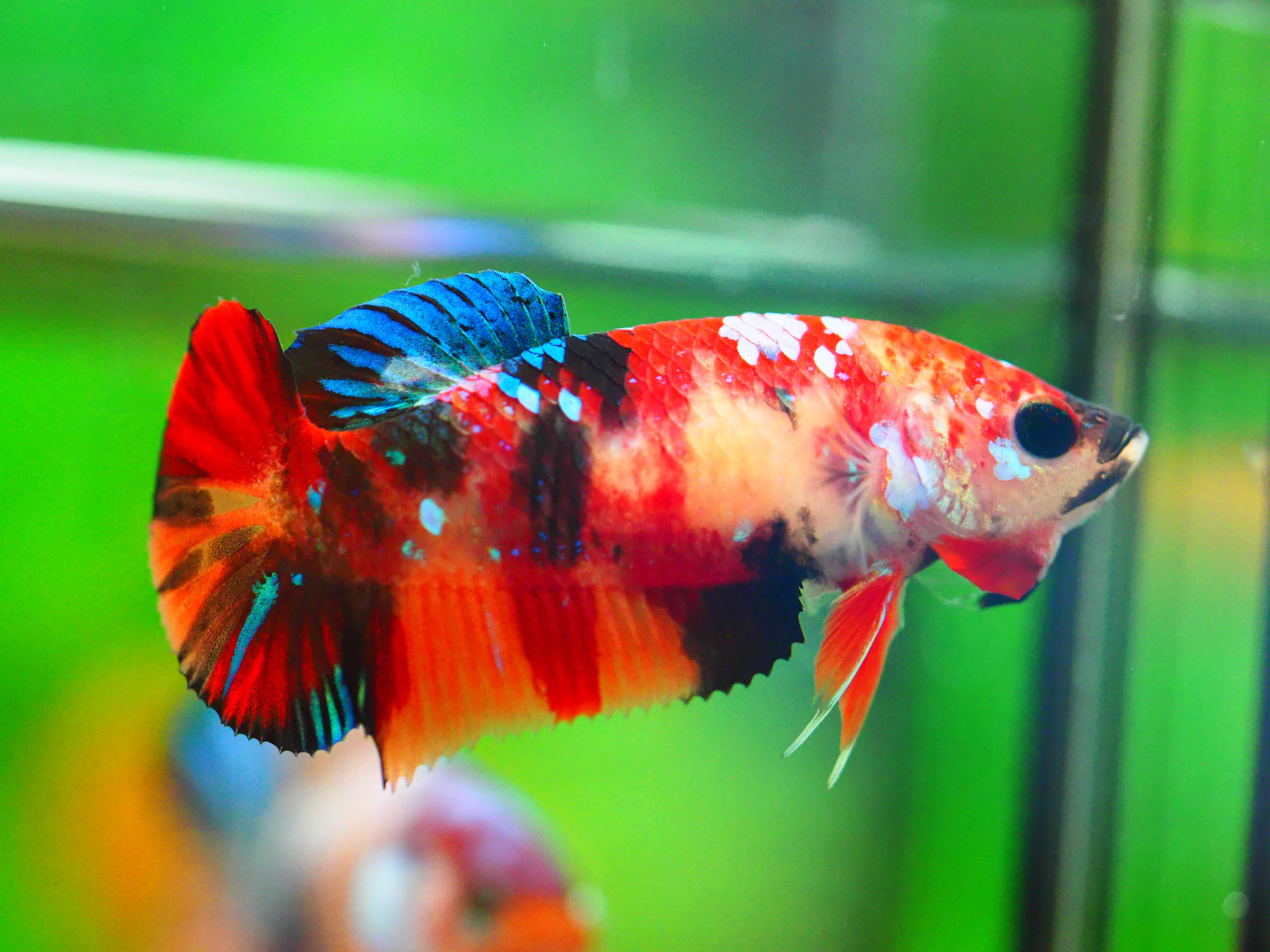 HMPK KOI GALAXY FNMALE GRADE A +++