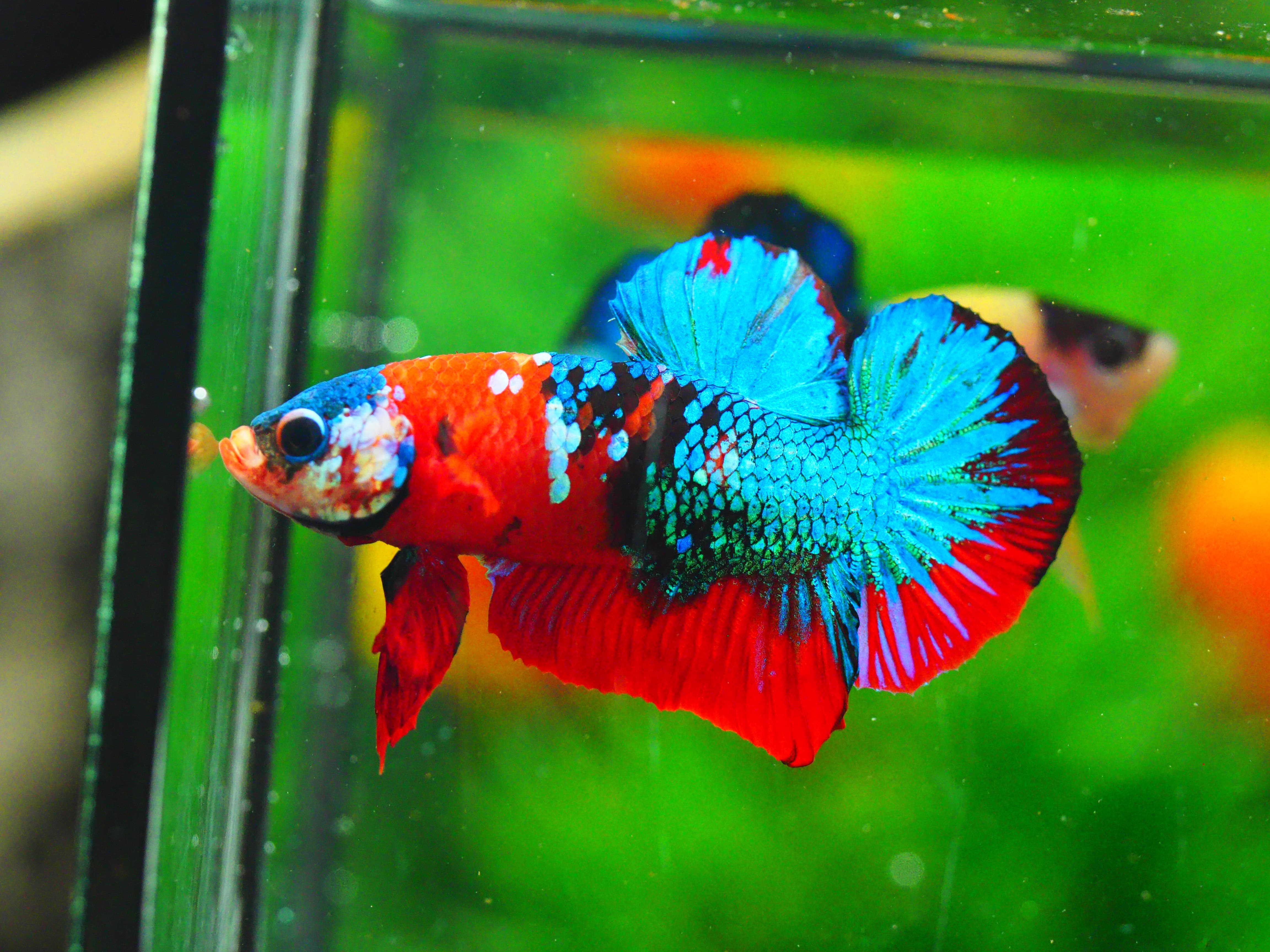 HMPK KOI GALAXY MALE GRADE A +++