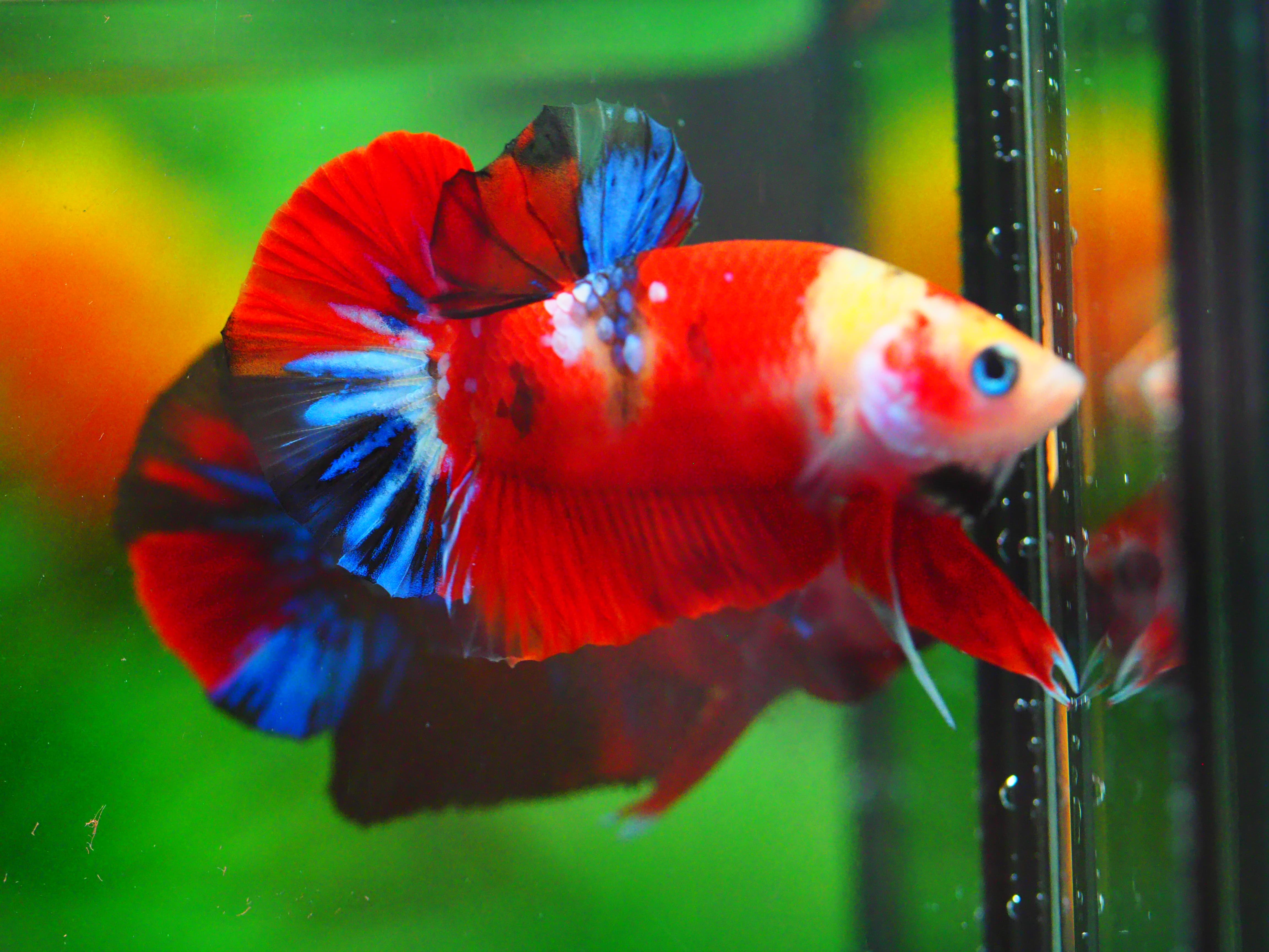 HMPK NEMO GALAXY MALE GRADE A +++