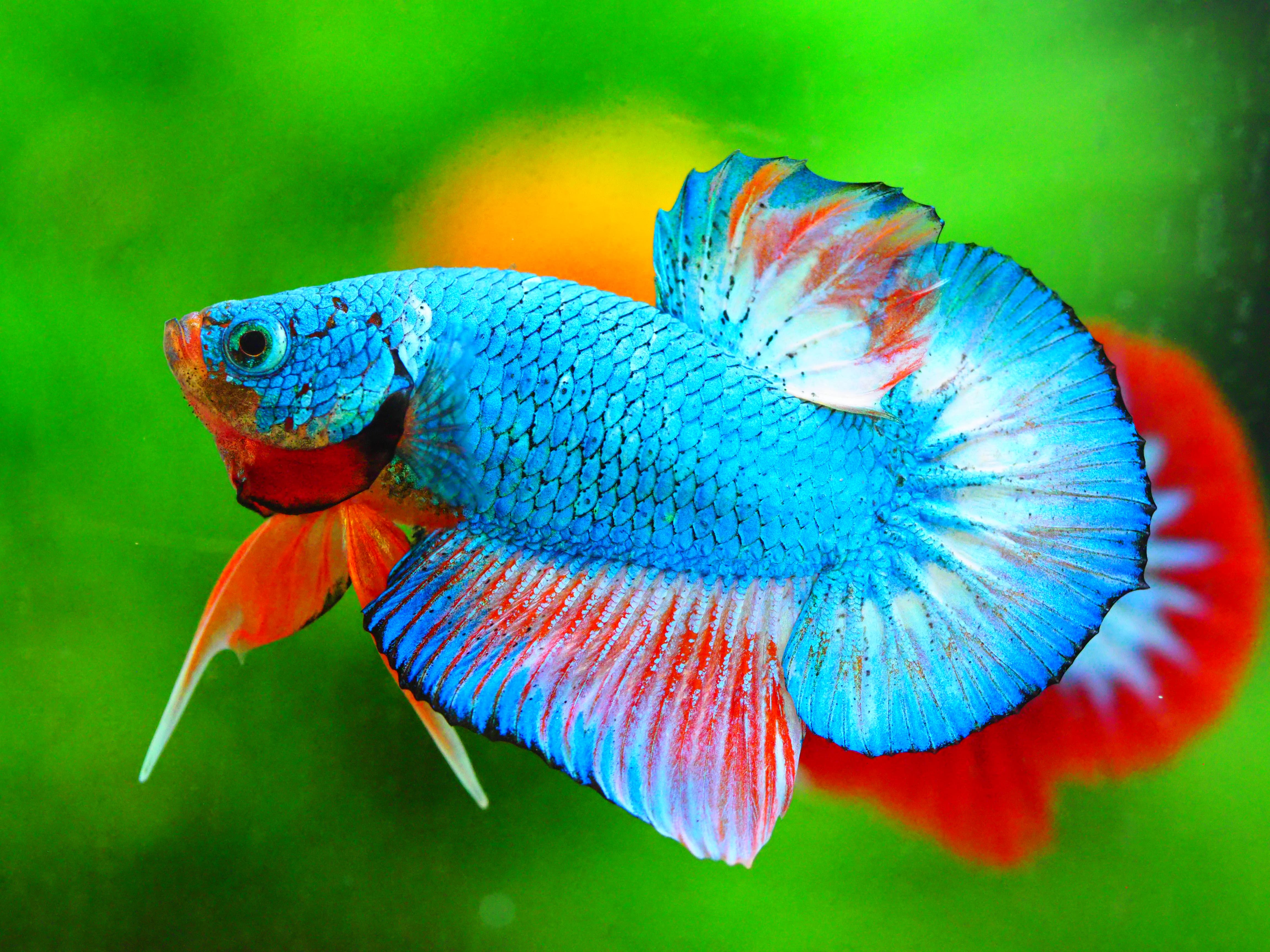 HMPK FANCY MALE GRADE A +++