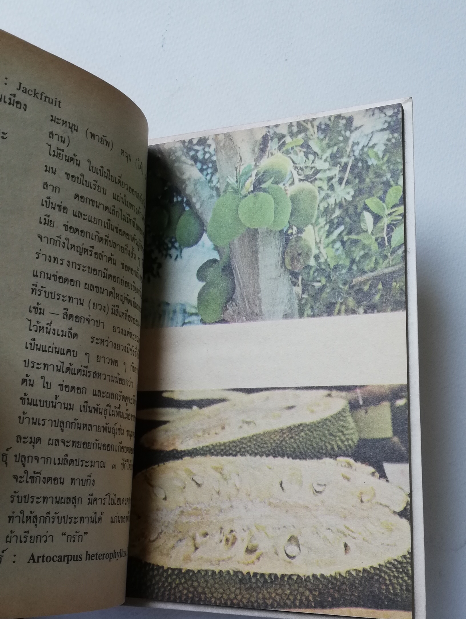 มีหลายภาพ, หนังสือชุดความรู้ไทยขององค์การค้าคุรุสภา "ผลไม้เมืองไทย" โดย ทวีศักดิ์ บุญเกิด พิมพ์ครั้งที่ 2 ปี 2527