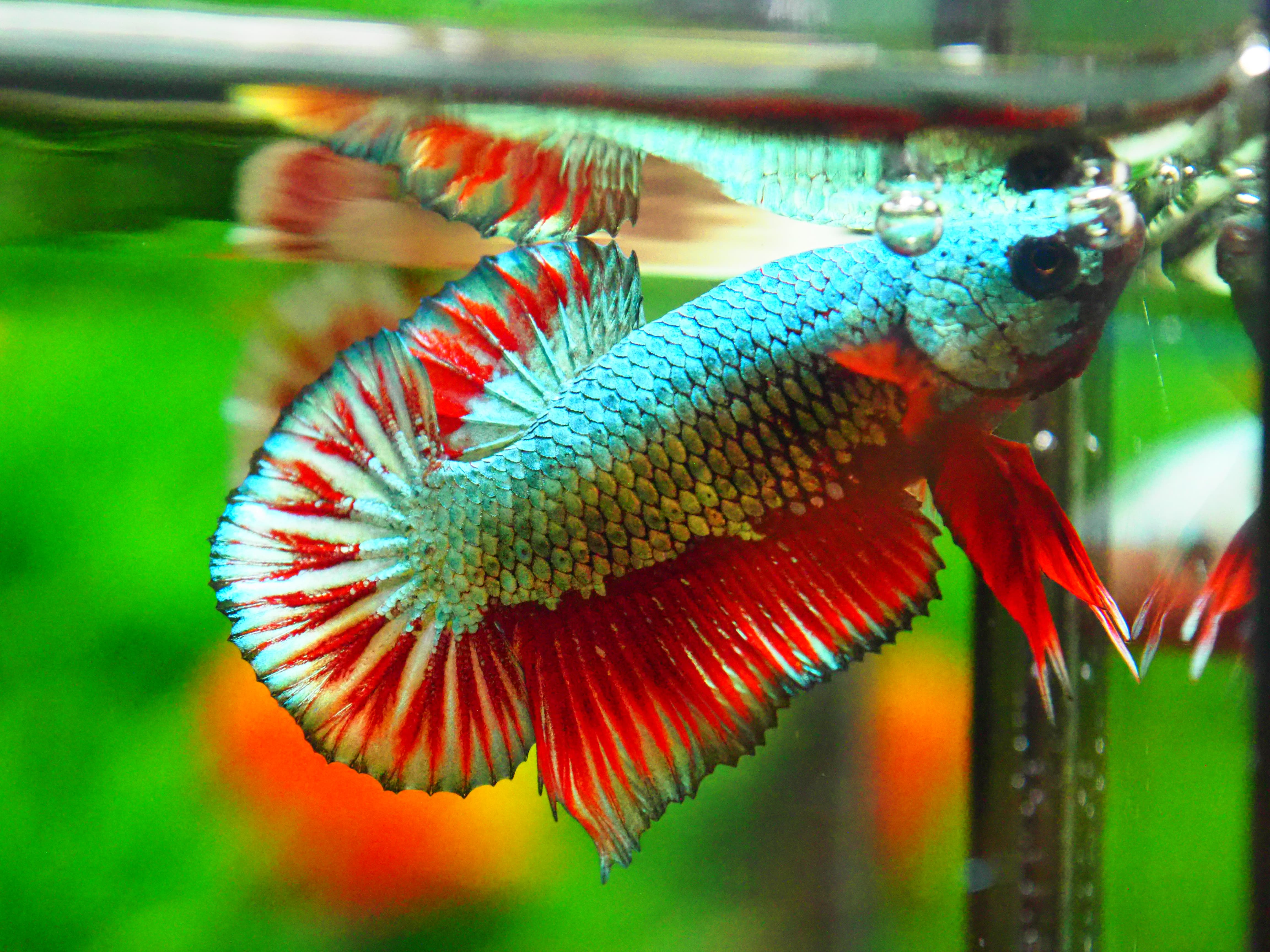 HMPK COPPER FANCY MALE GRADE A +++