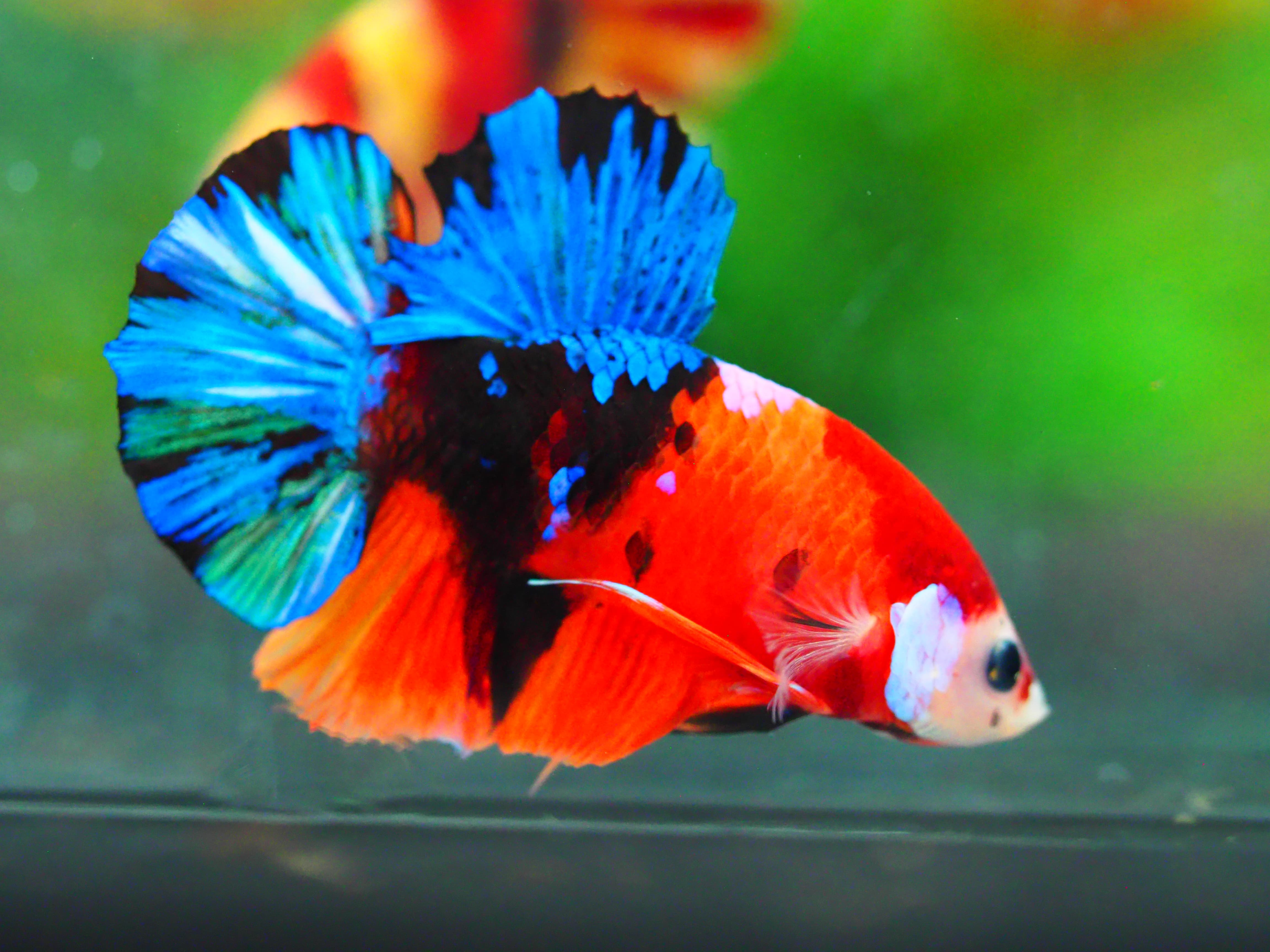 HMPK NEMO GALAXY MALE GRADE A +++